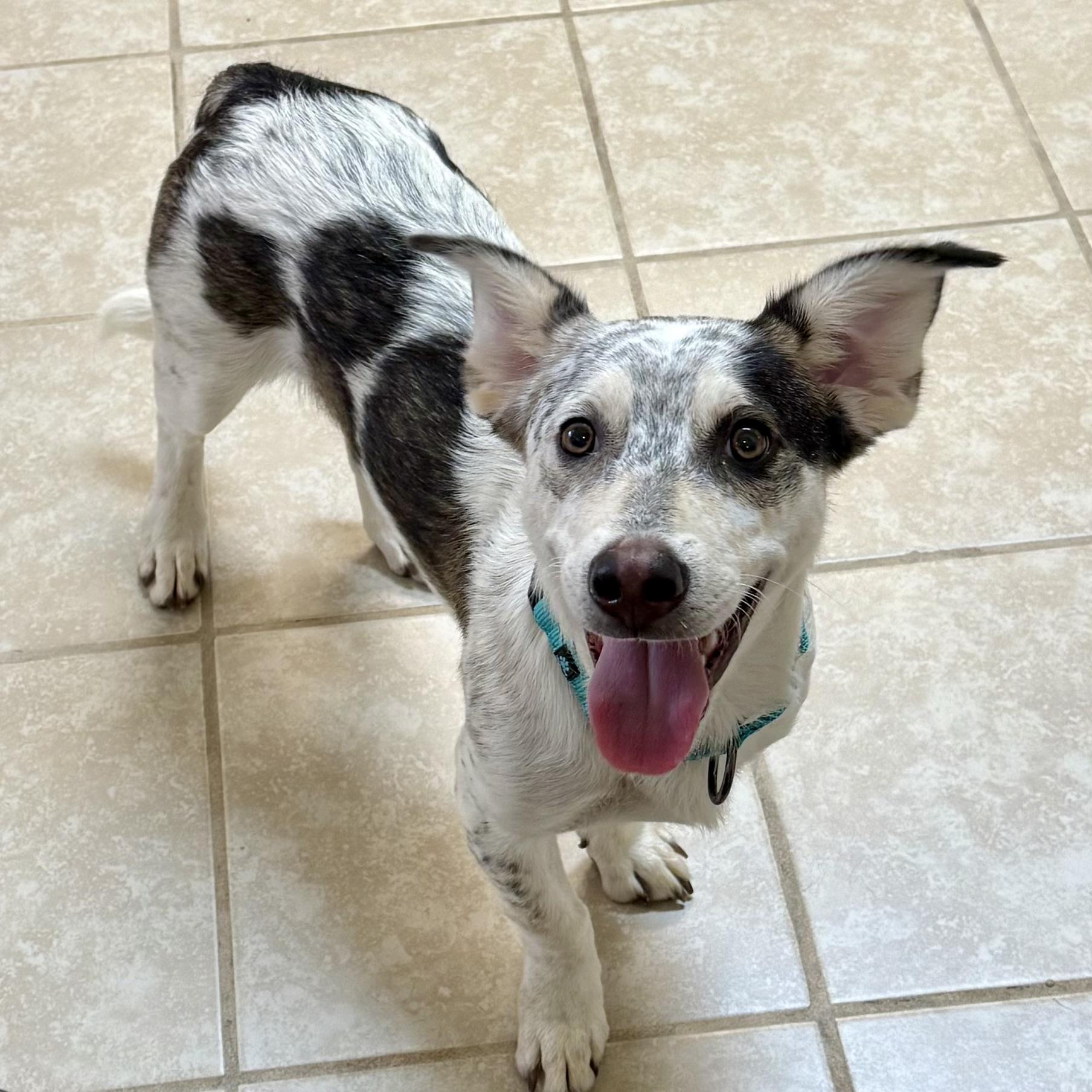Enlarge Marshall, a Adopted mixed breed in Gallatin, TN image 4/4