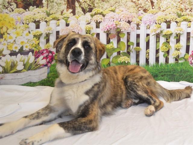 FELLA, Adoptable, Young Male Australian Shepherd & Mixed Breed.