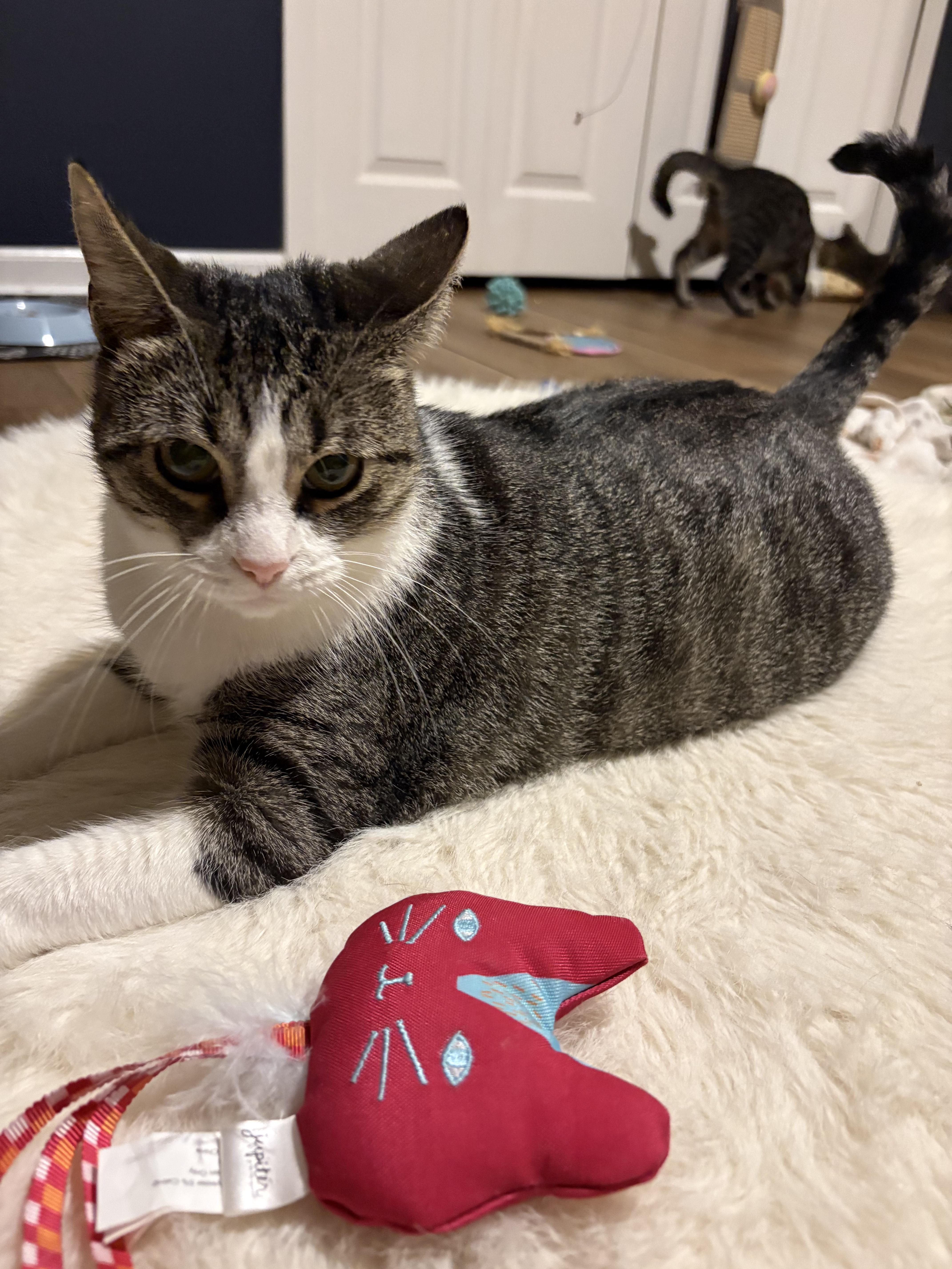 Enlarge Dawn, a Adoptable Domestic Short Hair in Royal Oak, MI image 6/6