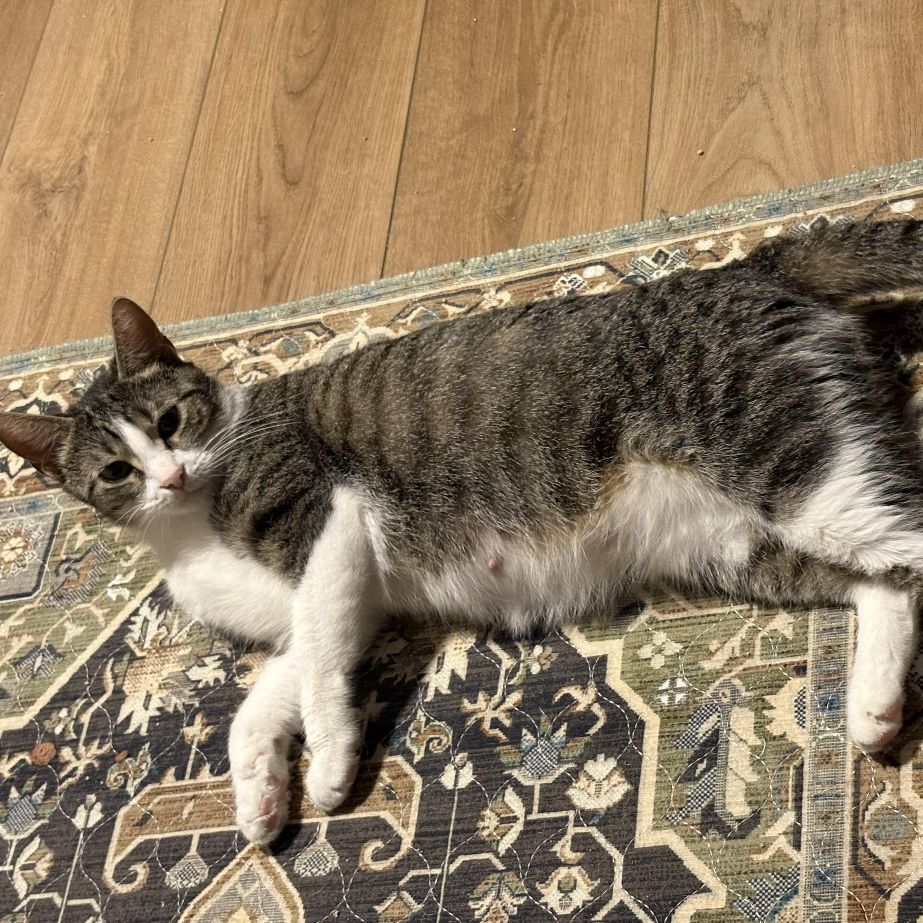 Dawn, a ADOPTABLE Domestic Short Hair in Royal Oak, MI image 5/6