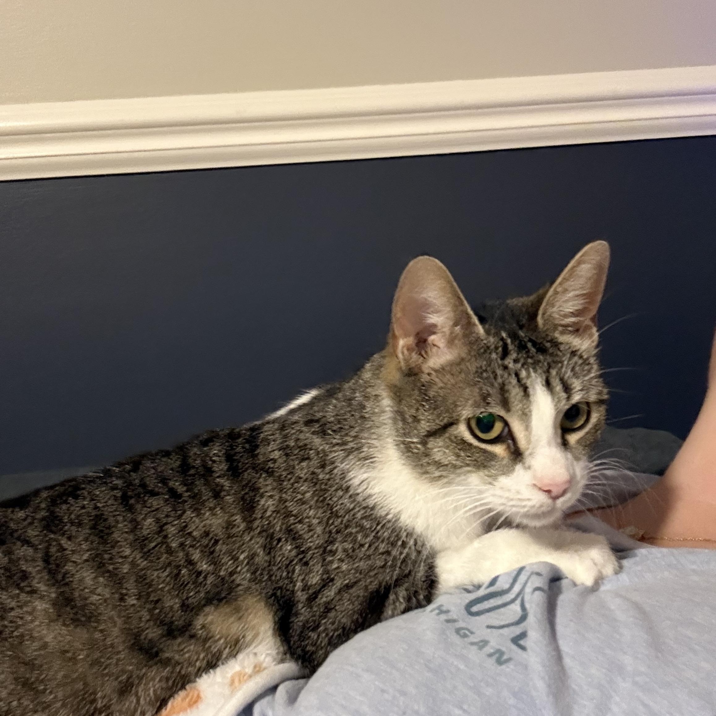Dawn, a ADOPTABLE Domestic Short Hair in Royal Oak, MI image 3/6