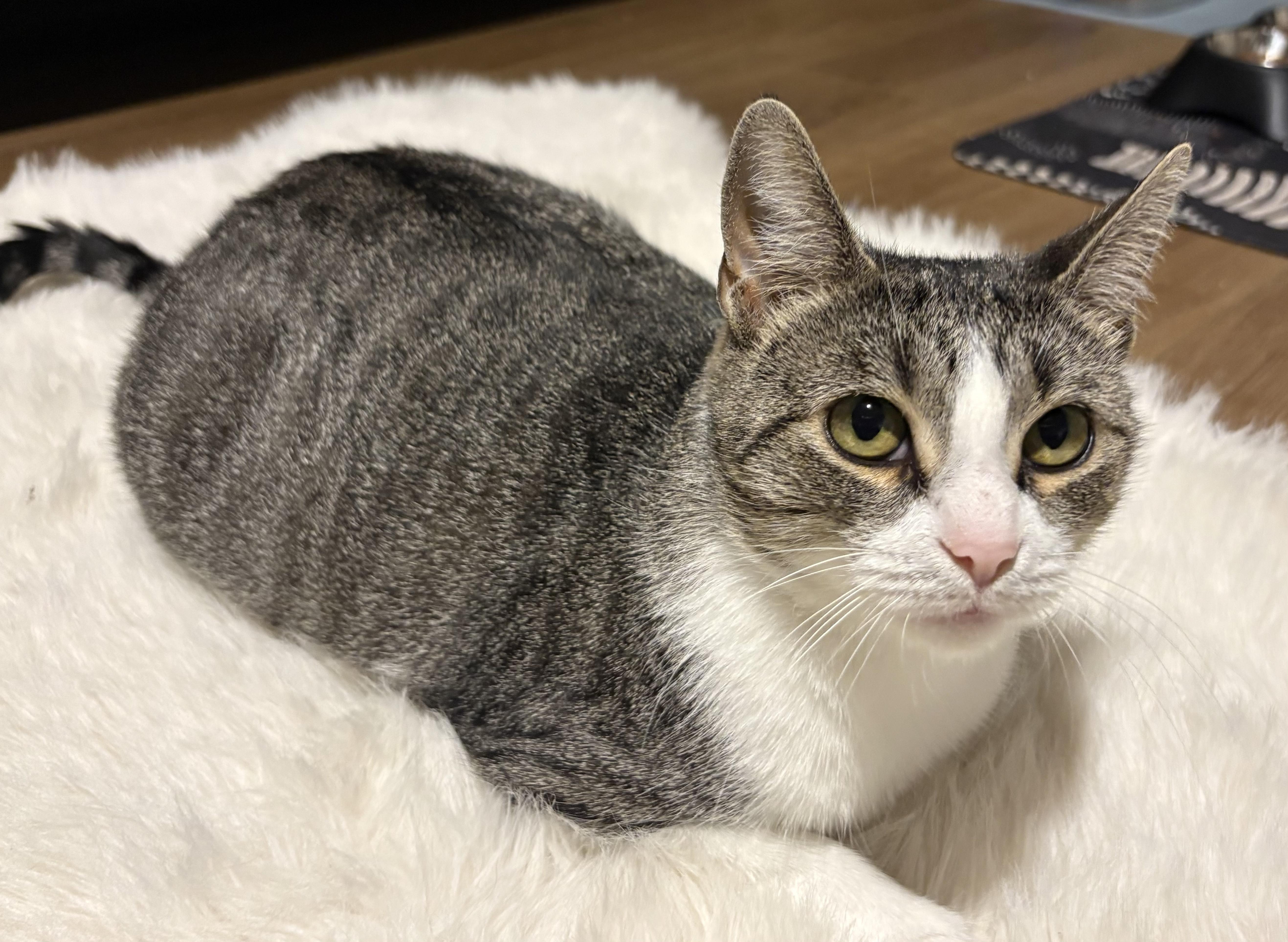 Dawn, a ADOPTABLE Domestic Short Hair in Royal Oak, MI image 2/6