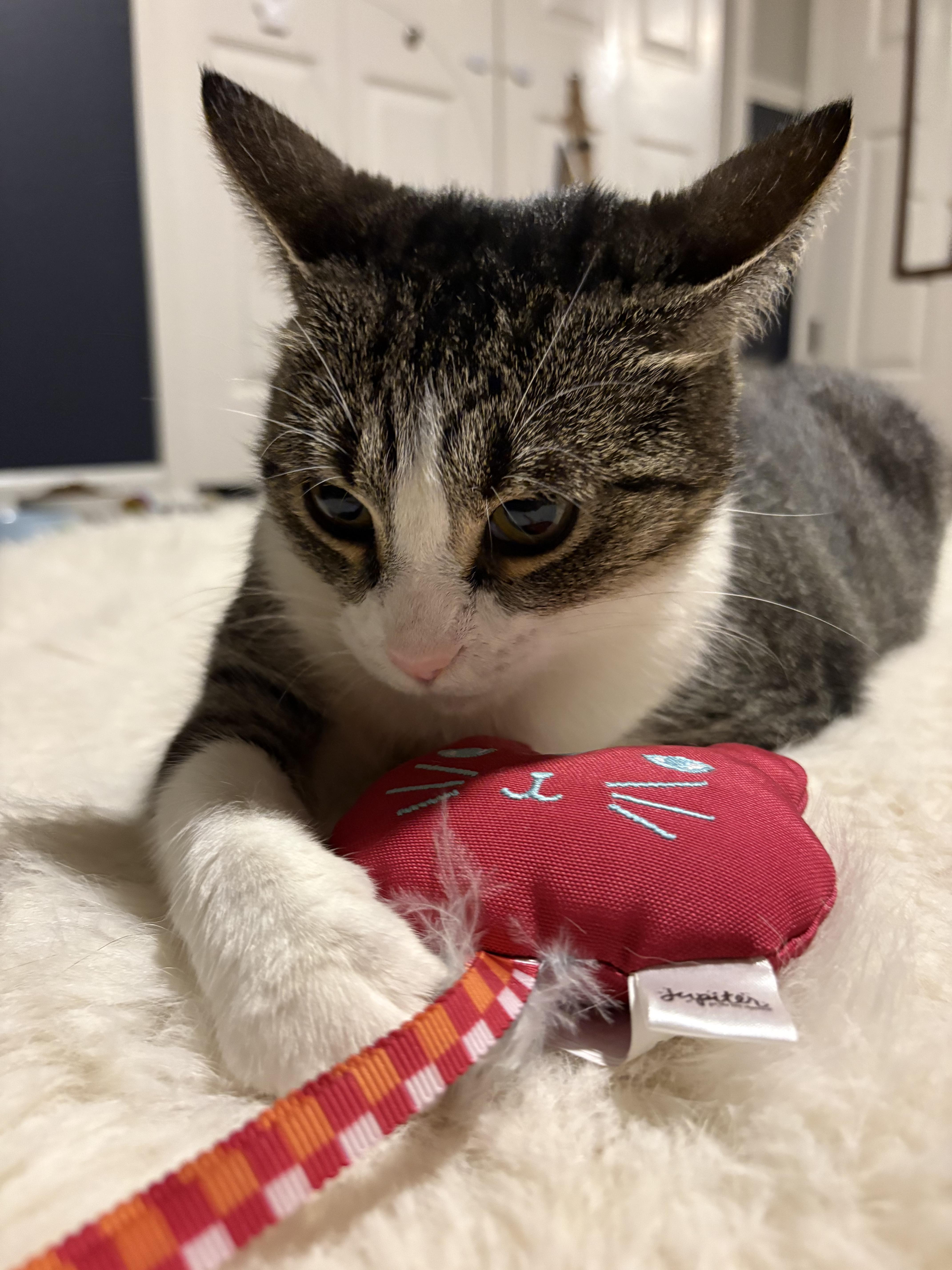 Enlarge Dawn, a Adoptable Domestic Short Hair in Royal Oak, MI image 1/6