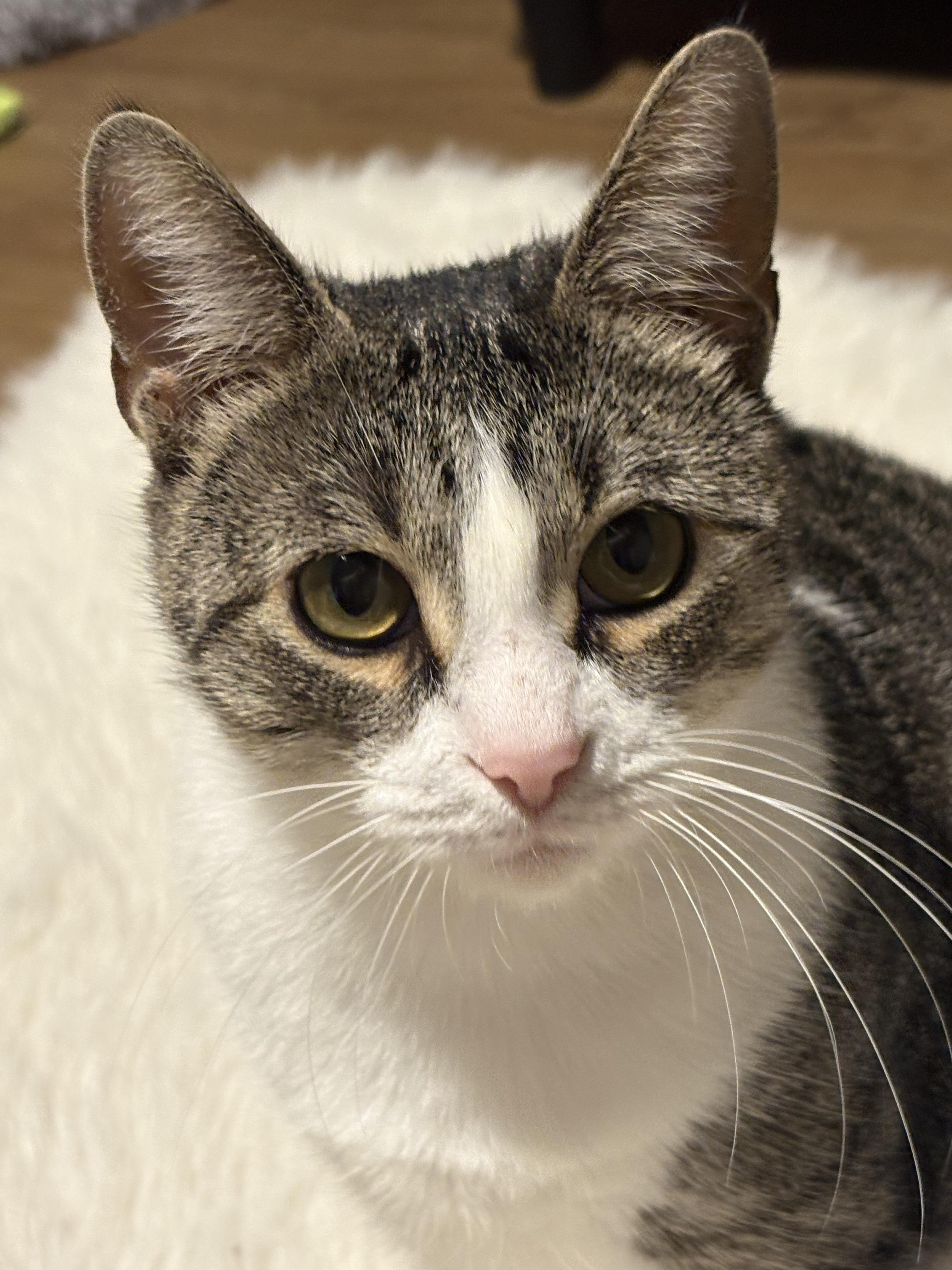 Dawn, ADOPTABLE, Adult Female Domestic Short Hair.