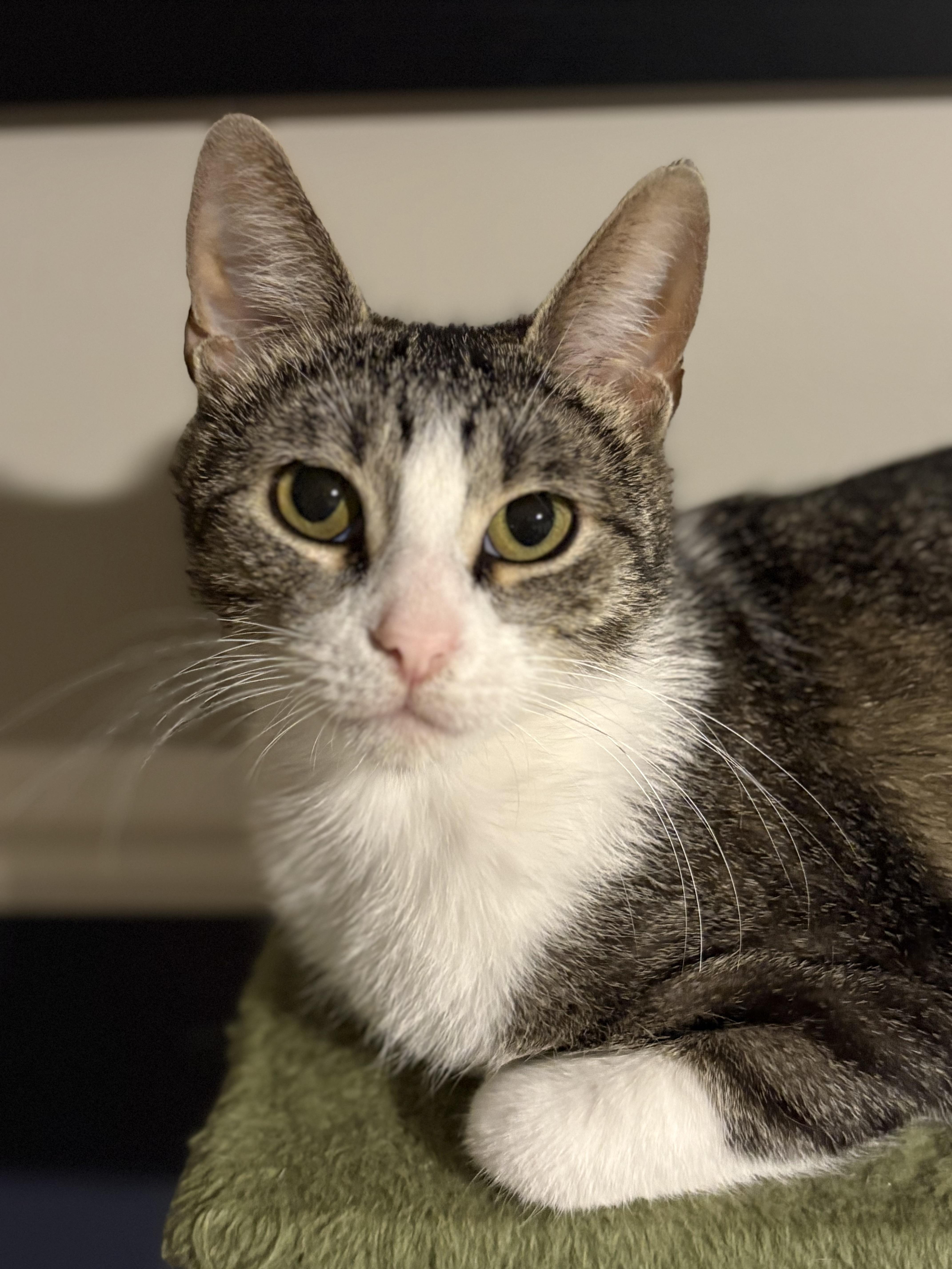 Dawn, a ADOPTABLE Domestic Short Hair in Royal Oak, MI image 4/6