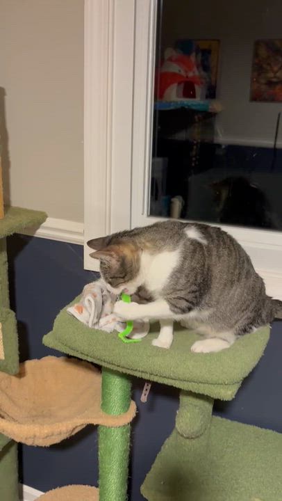 Enlarge Dawn, a ADOPTABLE Domestic Short Hair in Royal Oak, MI video 6/6