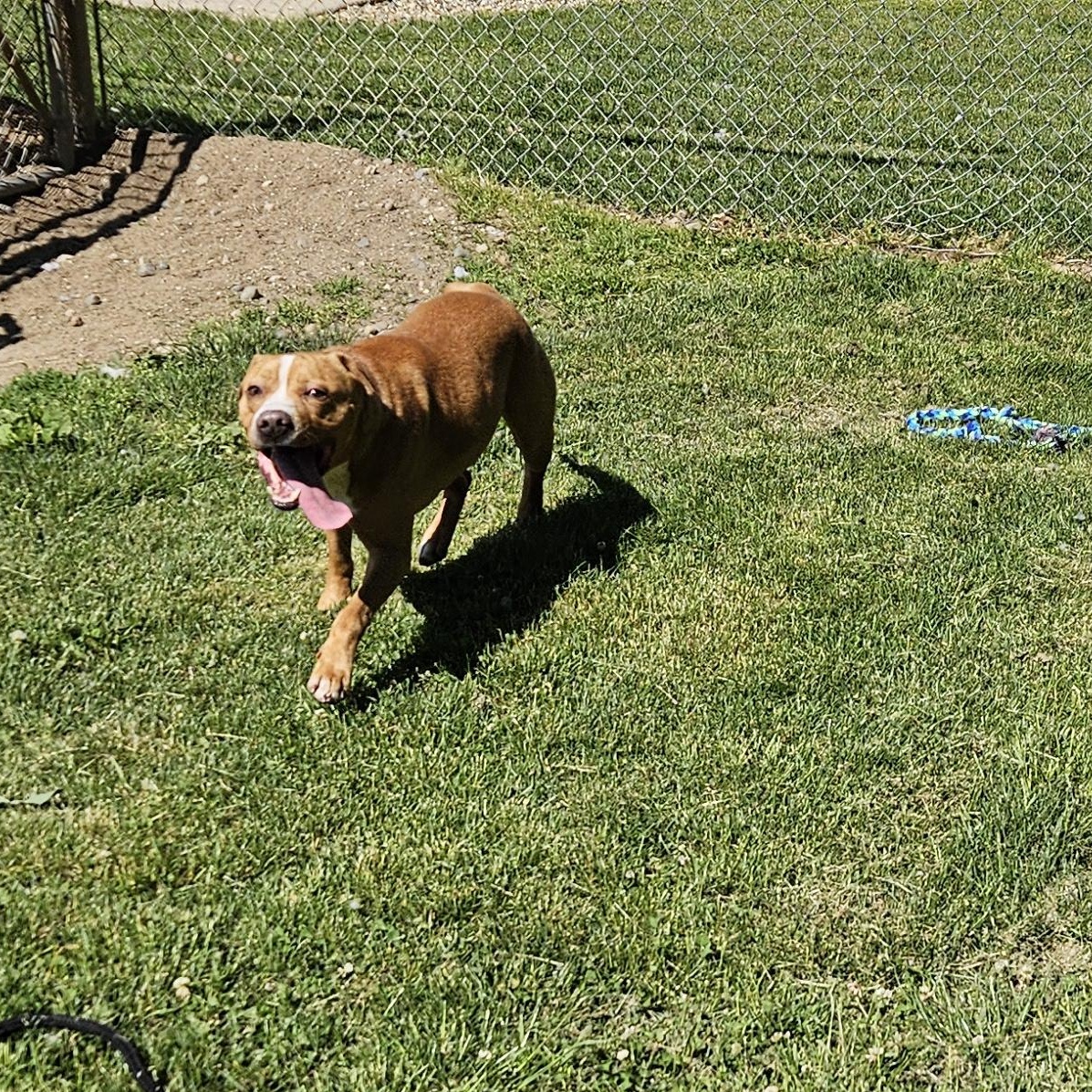 Gus, a Adoptable mixed breed in Benton Harbor, MI image 5/5