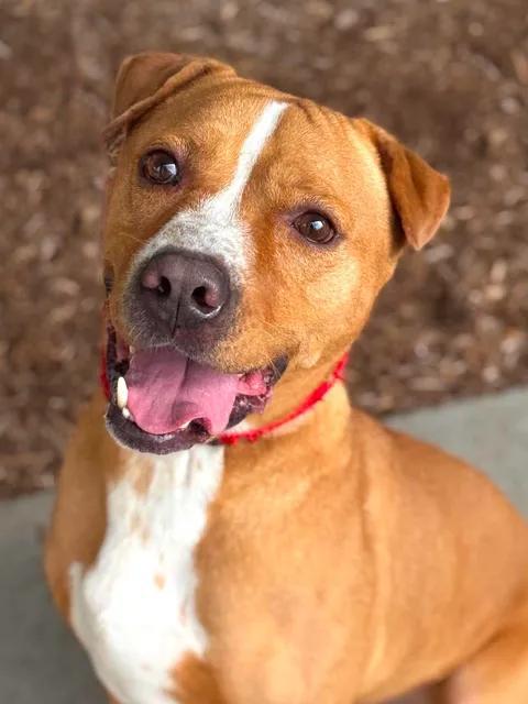 Enlarge Gus, a Adoptable mixed breed in Benton Harbor, MI image 1/6