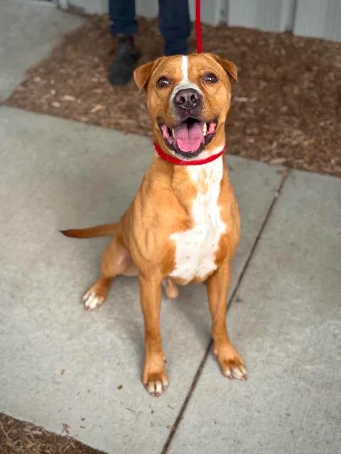 Gus, a Adoptable mixed breed in Benton Harbor, MI image 3/6