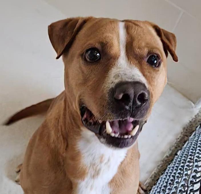 Gus, Adoptable, Adult Male Labrador Retriever.