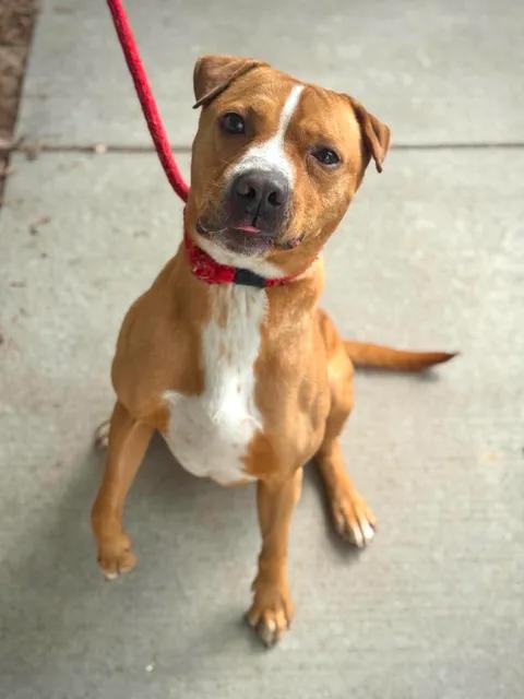 Gus, a Adoptable mixed breed in Benton Harbor, MI image 2/6