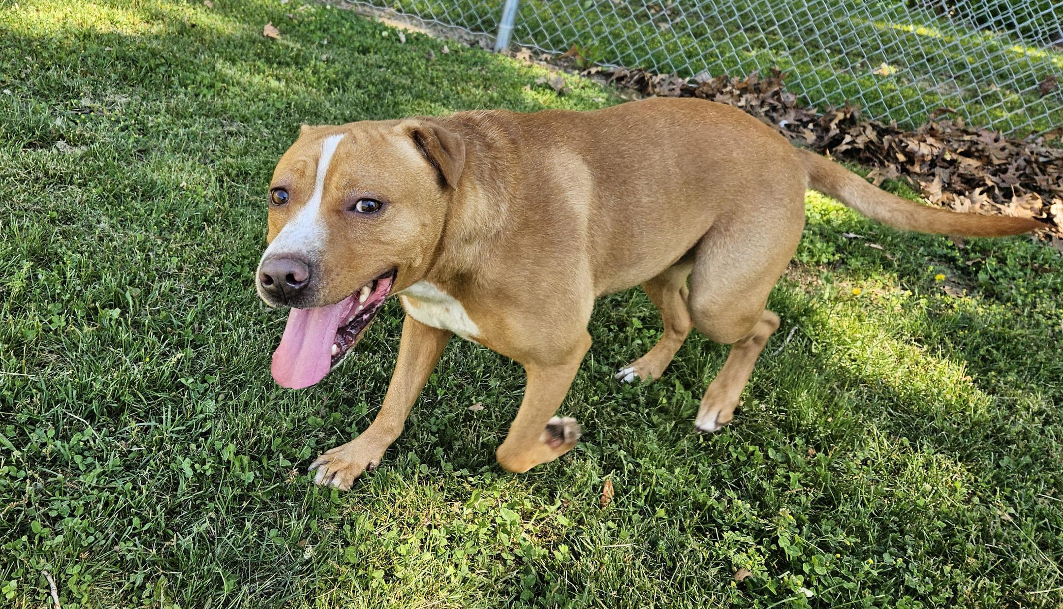 Gus, Adoptable, Adult Male Labrador Retriever.