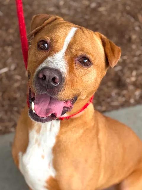 Gus, a Adoptable mixed breed in Benton Harbor, MI image 1/6