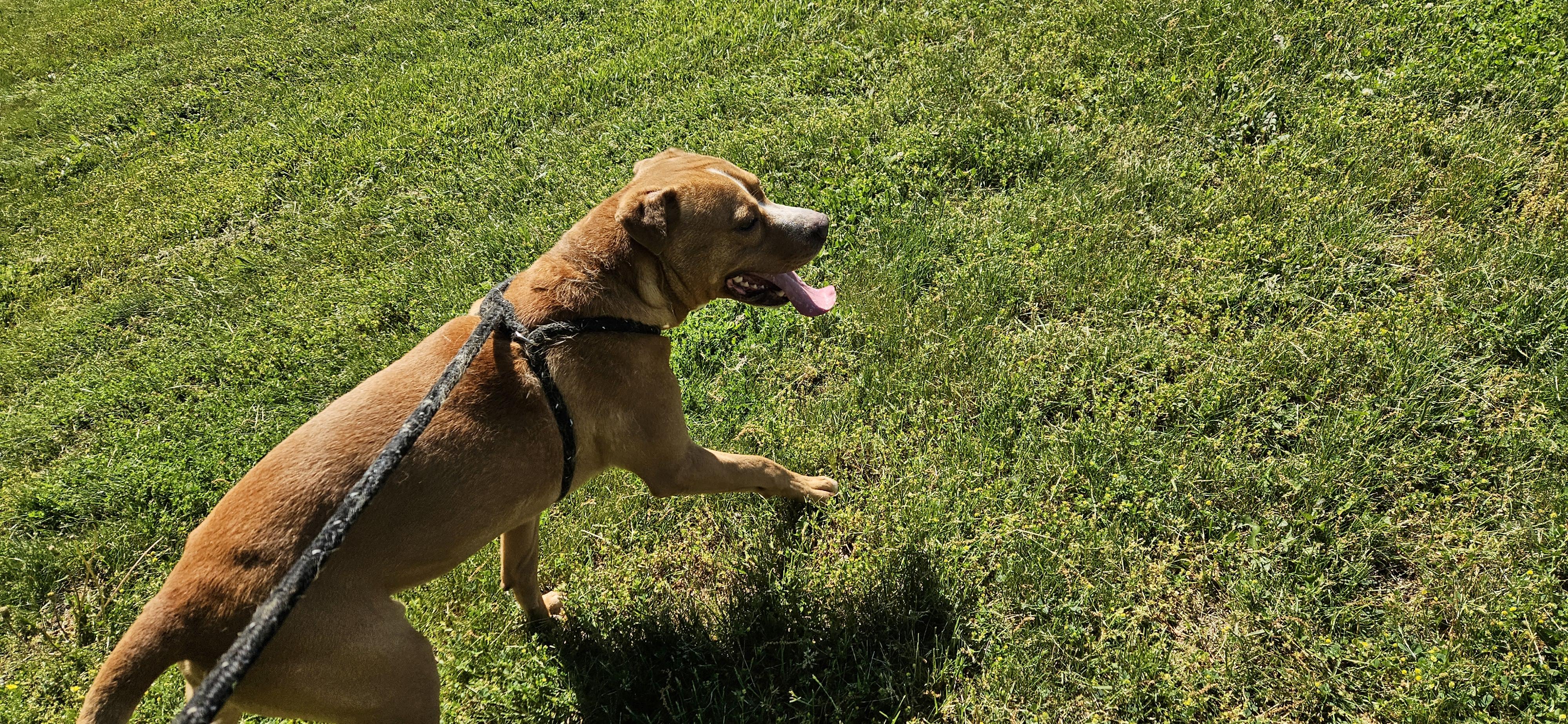 Gus, a Adoptable mixed breed in Benton Harbor, MI image 4/5