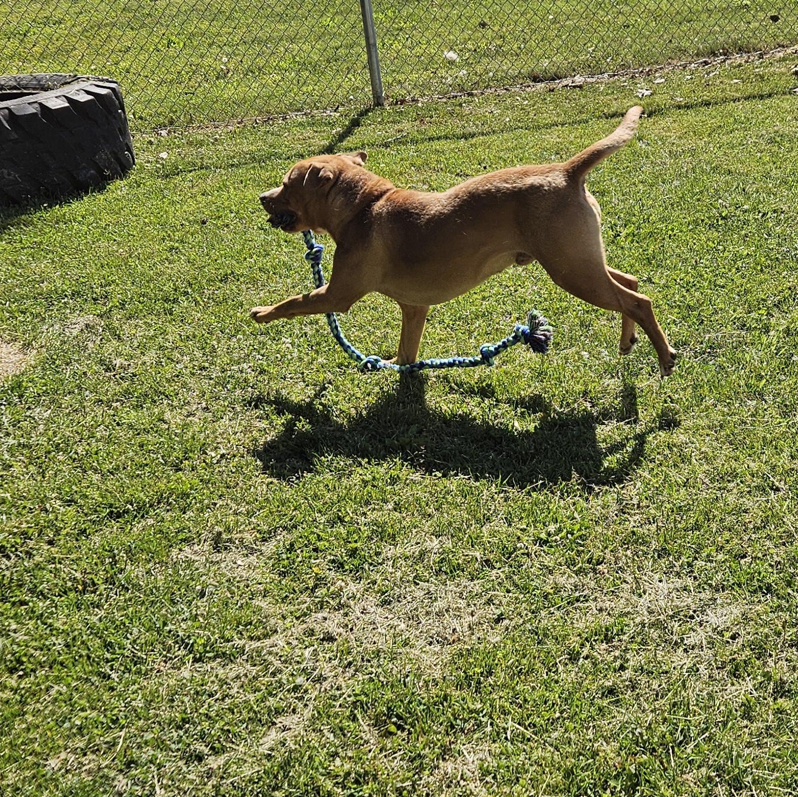 Gus, a Adoptable mixed breed in Benton Harbor, MI image 2/5