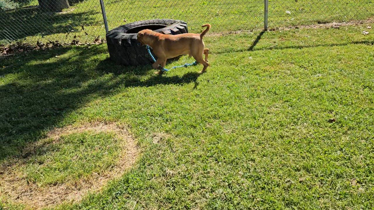 Enlarge Gus, a Adoptable mixed breed in Benton Harbor, MI video 3/5