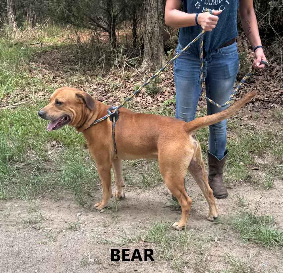 Enlarge Bear, a ADOPTABLE mixed breed in Washington, GA image 4/4