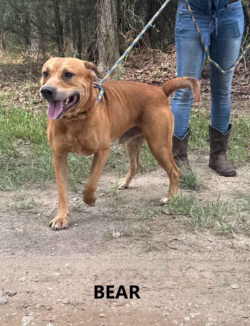 Enlarge Bear, a ADOPTABLE mixed breed in Washington, GA image 2/4