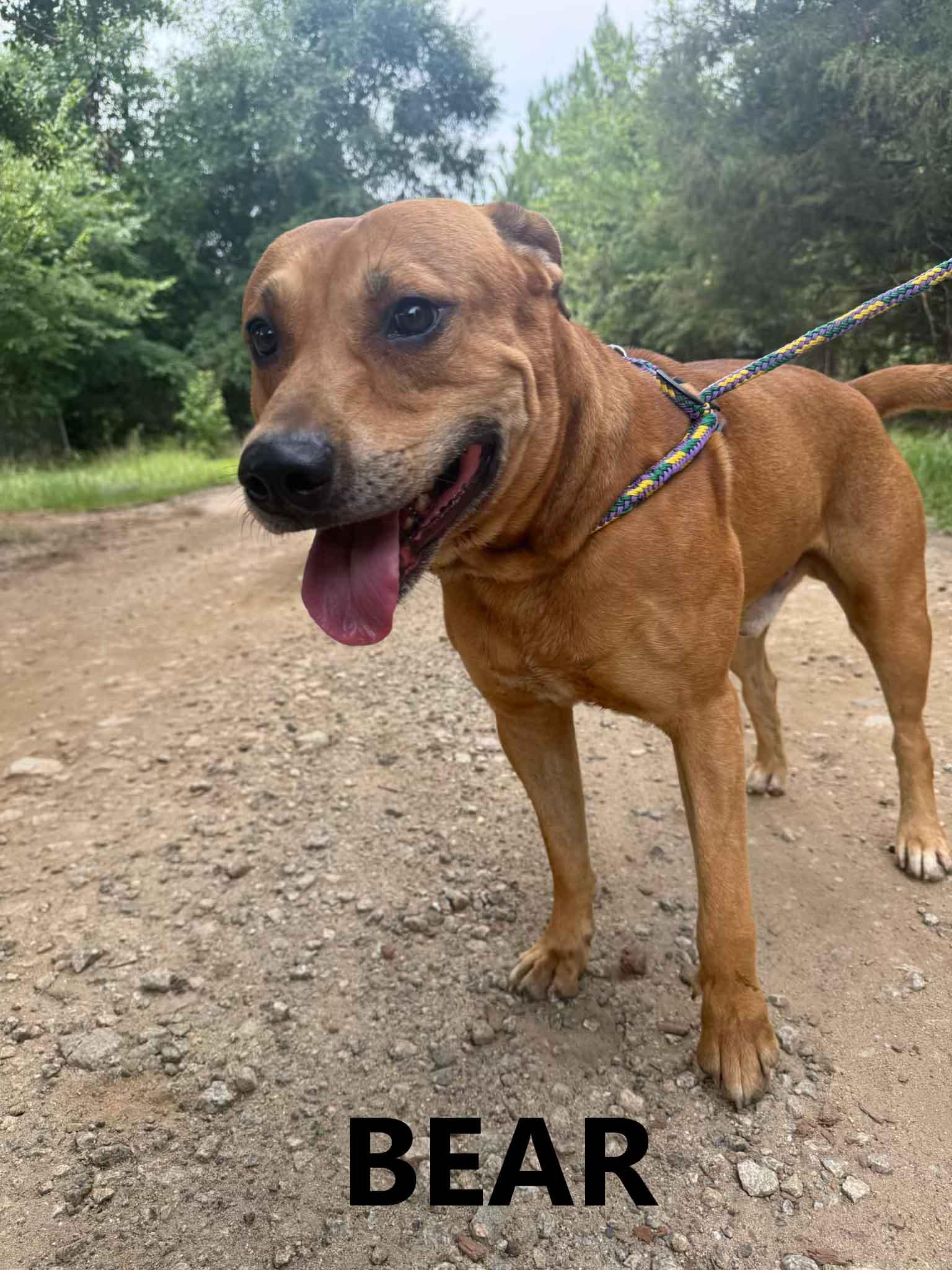 Bear, ADOPTABLE, Adult Male Labrador Retriever.