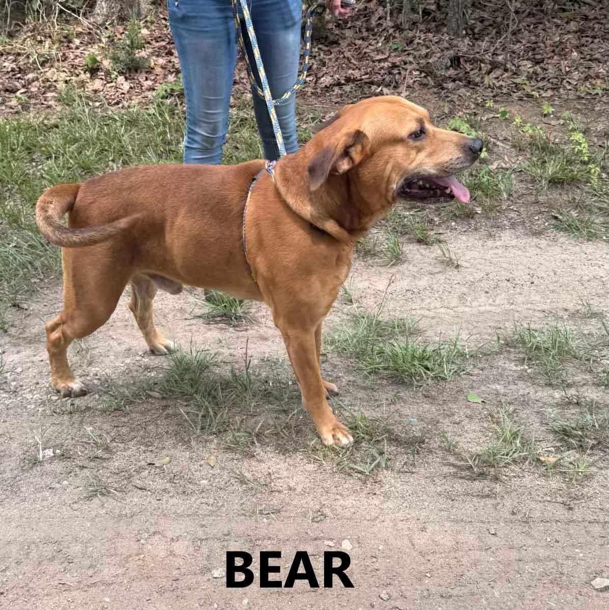 Enlarge Bear, a ADOPTABLE mixed breed in Washington, GA image 3/4