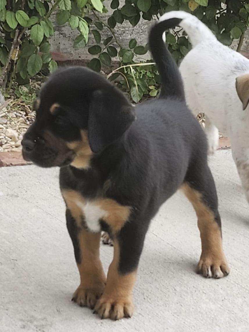 Ranger, Adopted, Puppy Male Australian Cattle Dog / Blue Heeler.