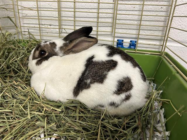 SYLUS, Adoptable, Adult Male Bunny Rabbit.