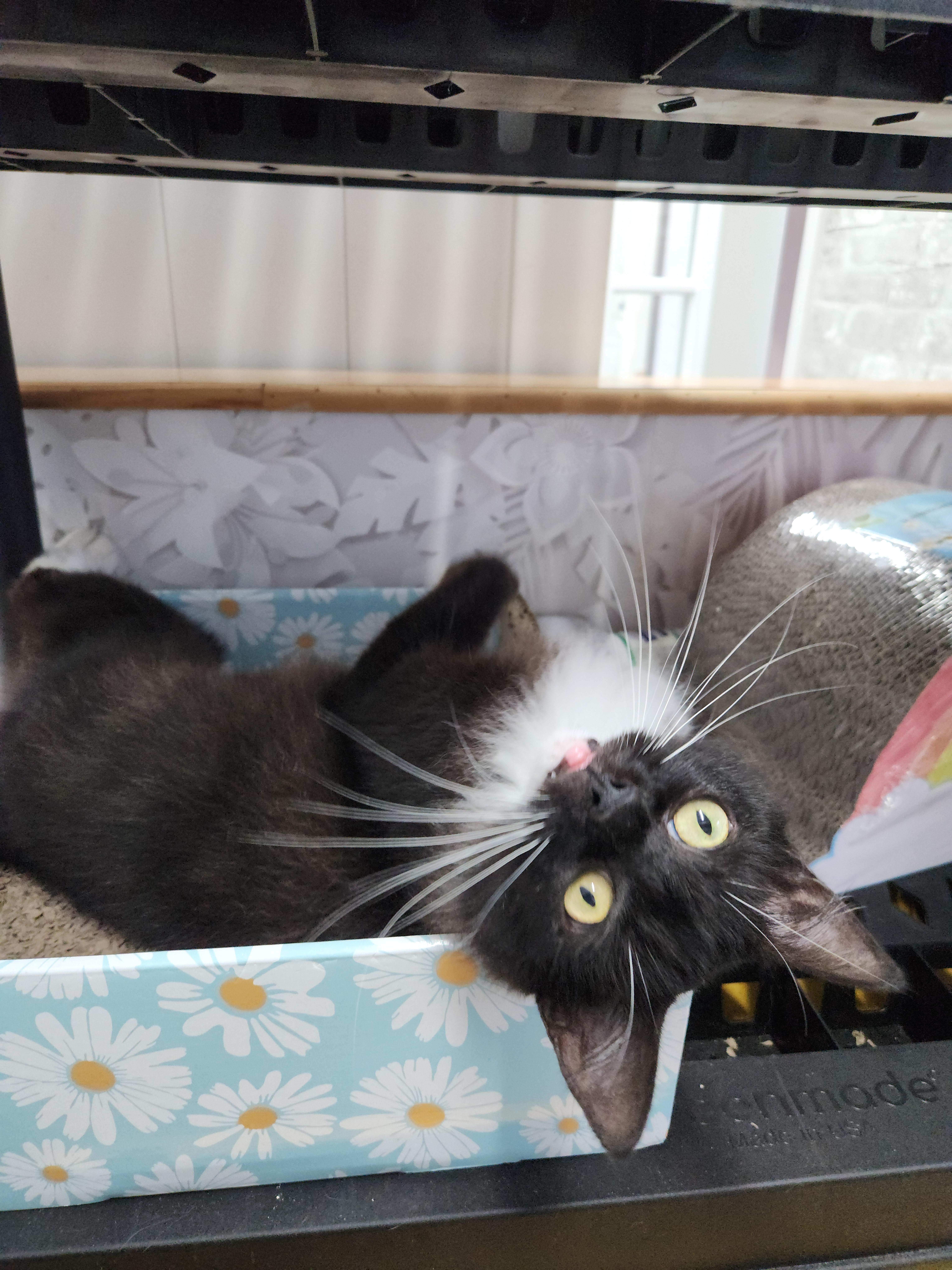 Enlarge Victoria, a Adoptable Domestic Long Hair in Charlotte, NC image 1/4