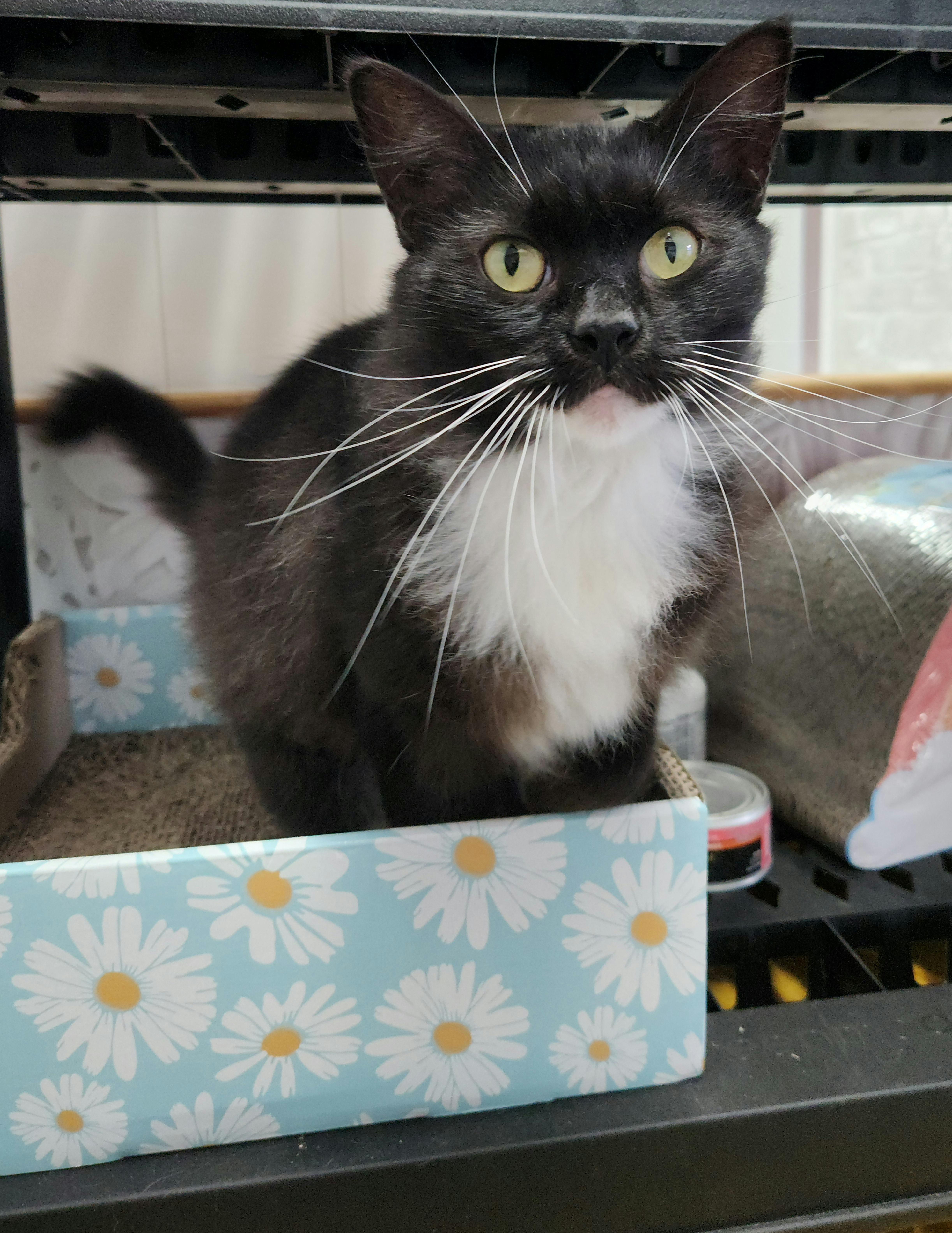 Enlarge Victoria, a Adoptable Domestic Long Hair in Charlotte, NC image 2/4