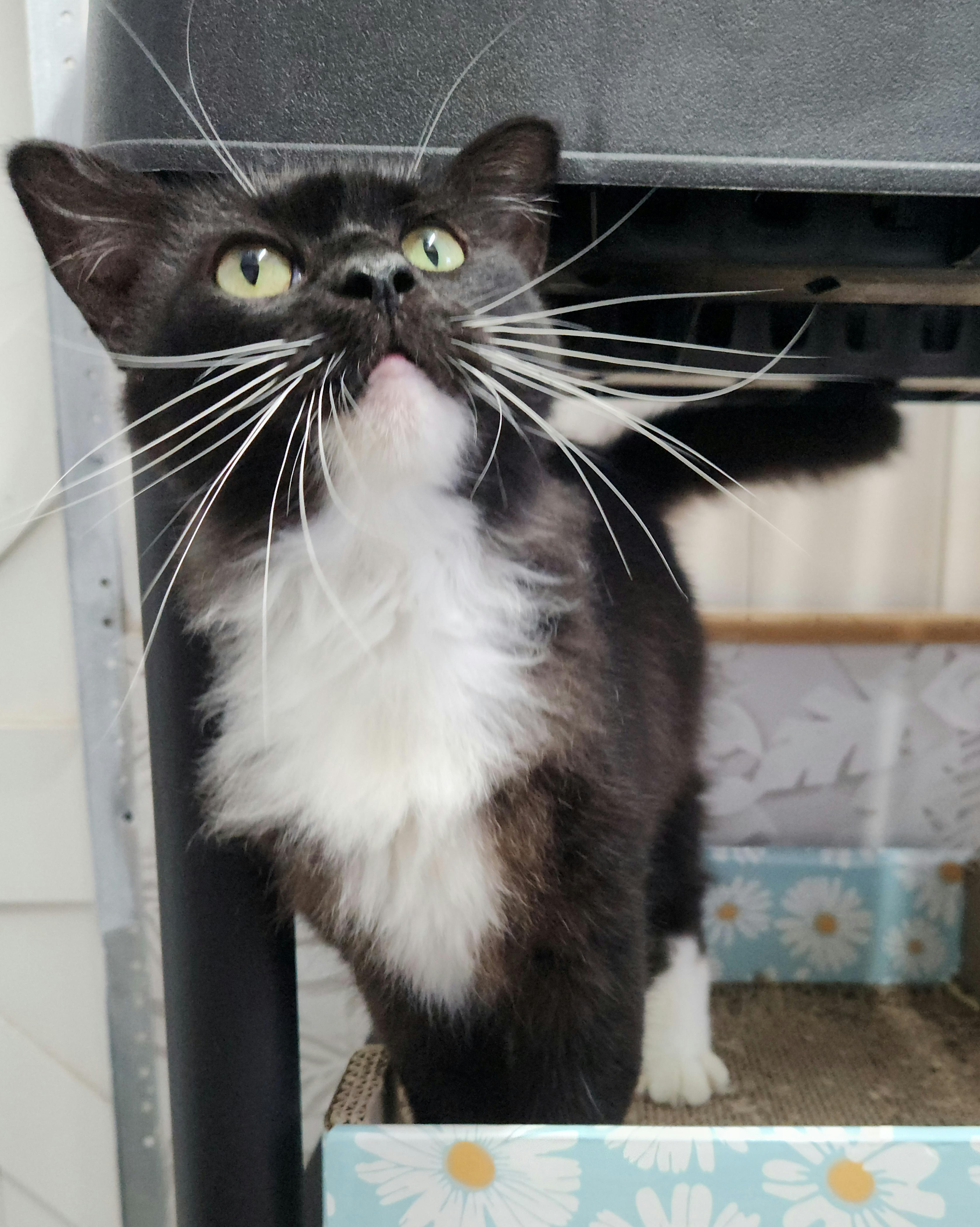 Enlarge Victoria, a Adoptable Domestic Long Hair in Charlotte, NC image 3/4