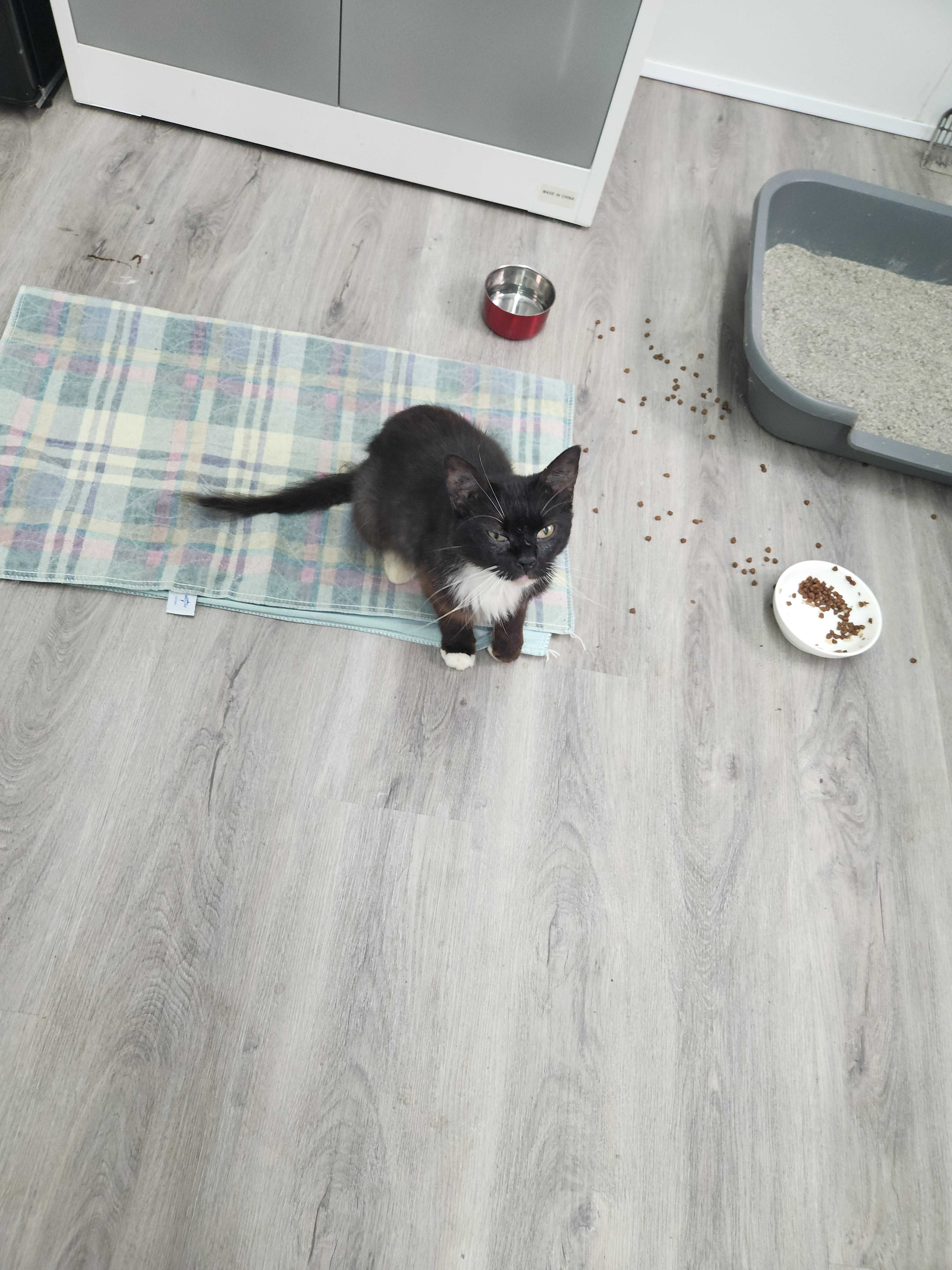 Enlarge Victoria, a Adoptable Domestic Long Hair in Charlotte, NC image 4/4