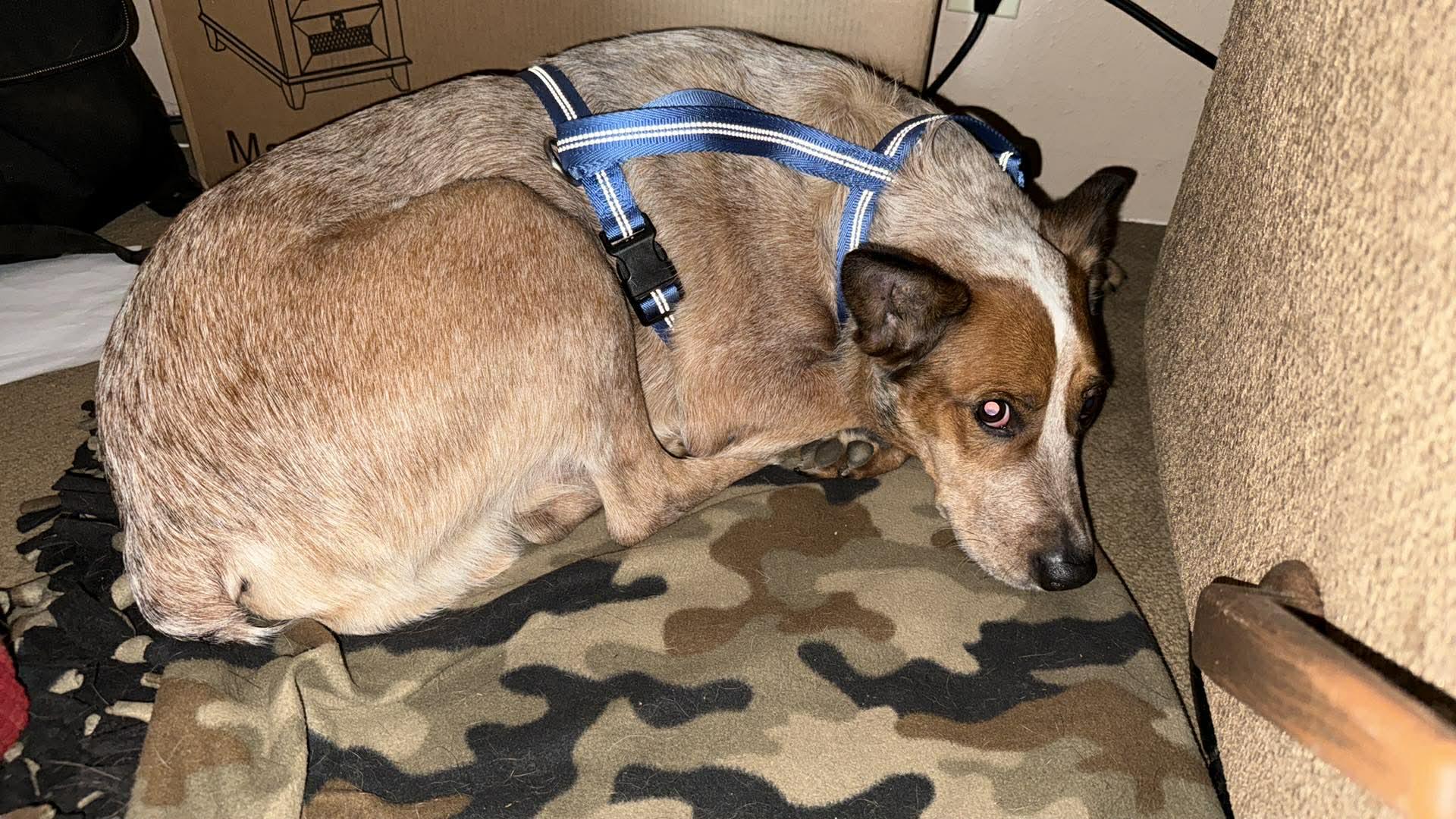 Cody, an adopted Australian Cattle Dog / Blue Heeler in Portland, OR image 5/5