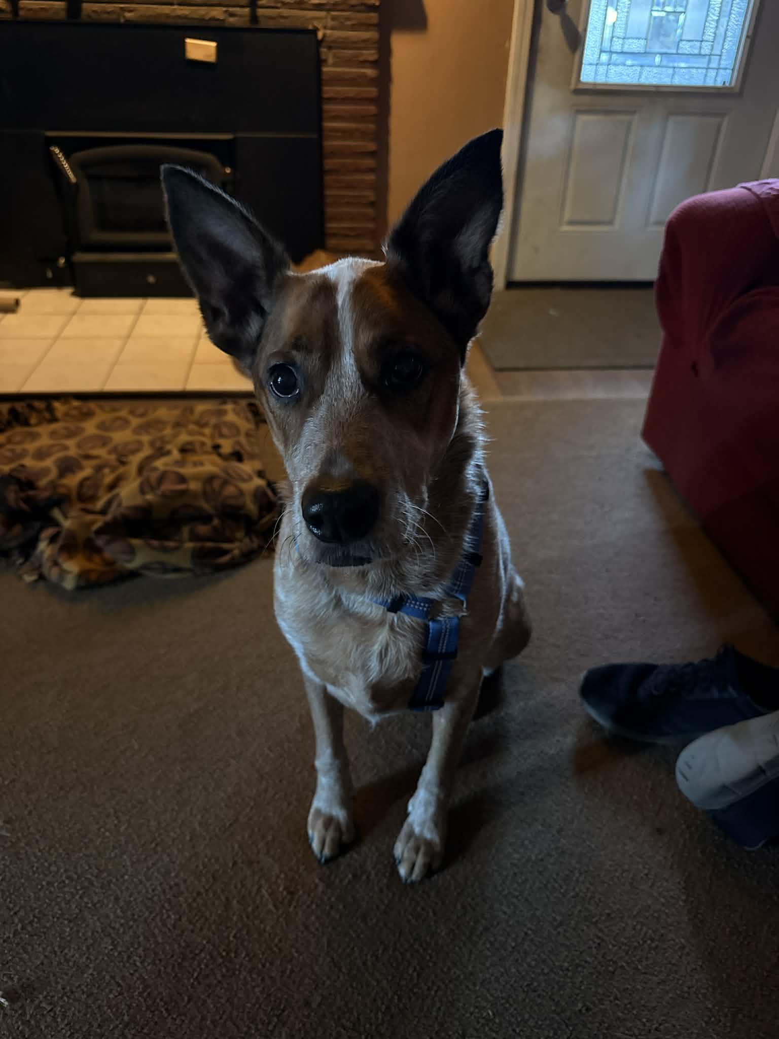 Cody, an adopted Australian Cattle Dog / Blue Heeler in Portland, OR image 4/5