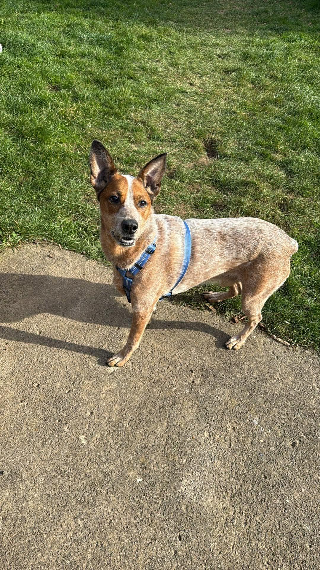 Cody, an adopted Australian Cattle Dog / Blue Heeler in Portland, OR image 2/5