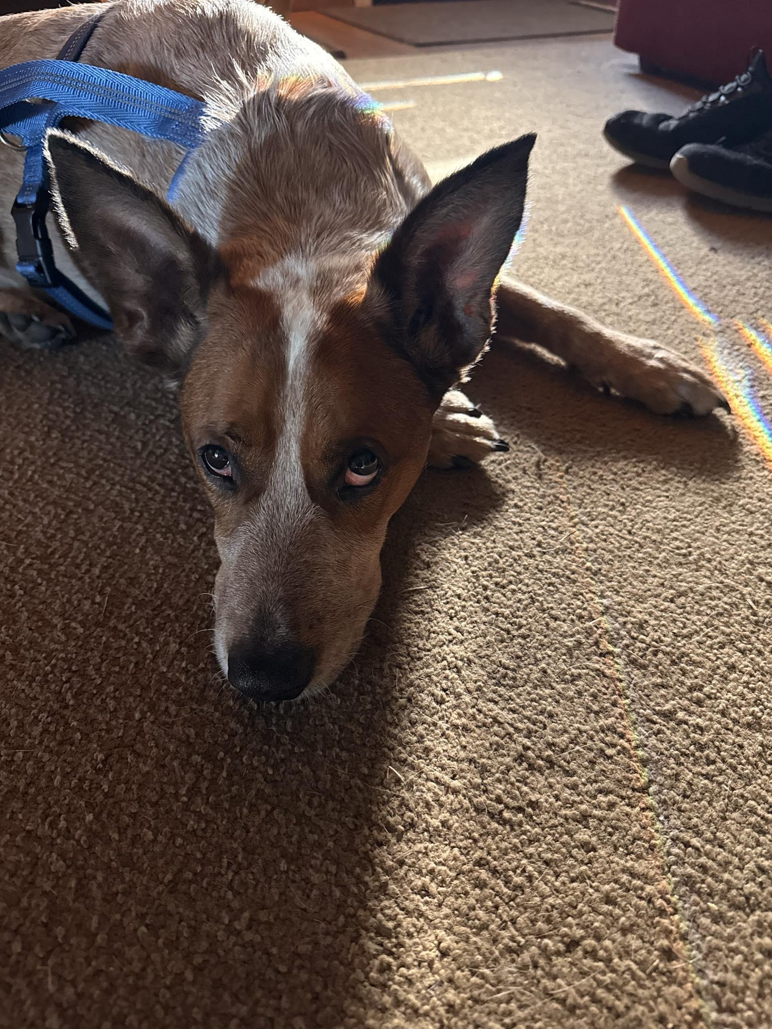 Cody, an adopted Australian Cattle Dog / Blue Heeler in Portland, OR image 3/5