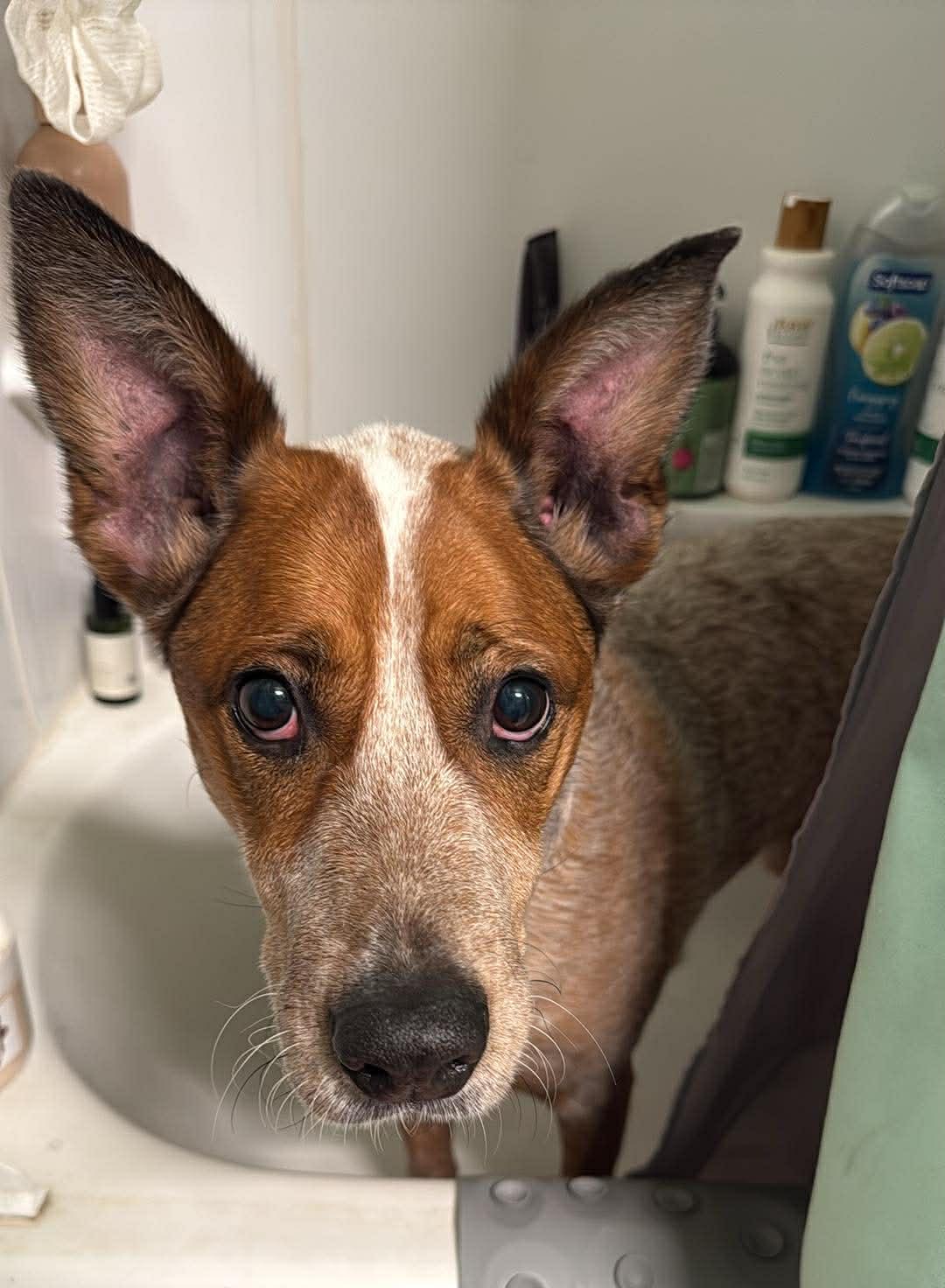 Cody, an adopted Australian Cattle Dog / Blue Heeler in Portland, OR image 1/5