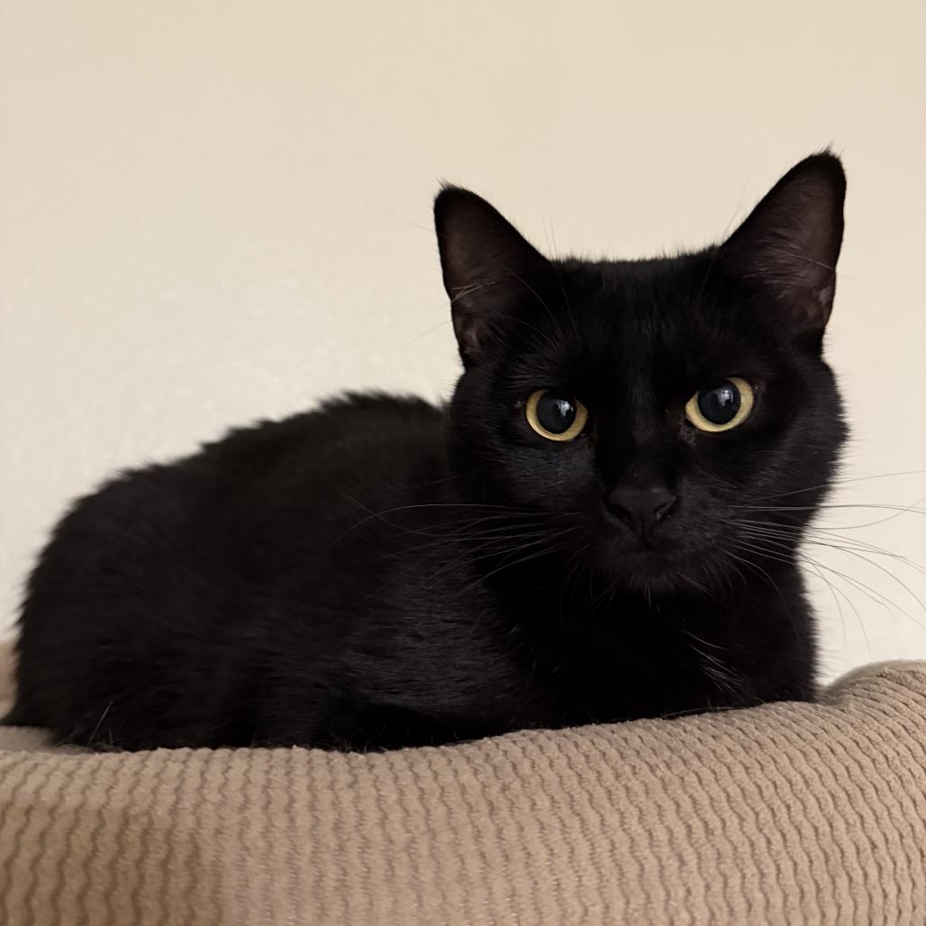 Jasmine, a Adoptable Domestic Short Hair in Tustin, CA image 1/2