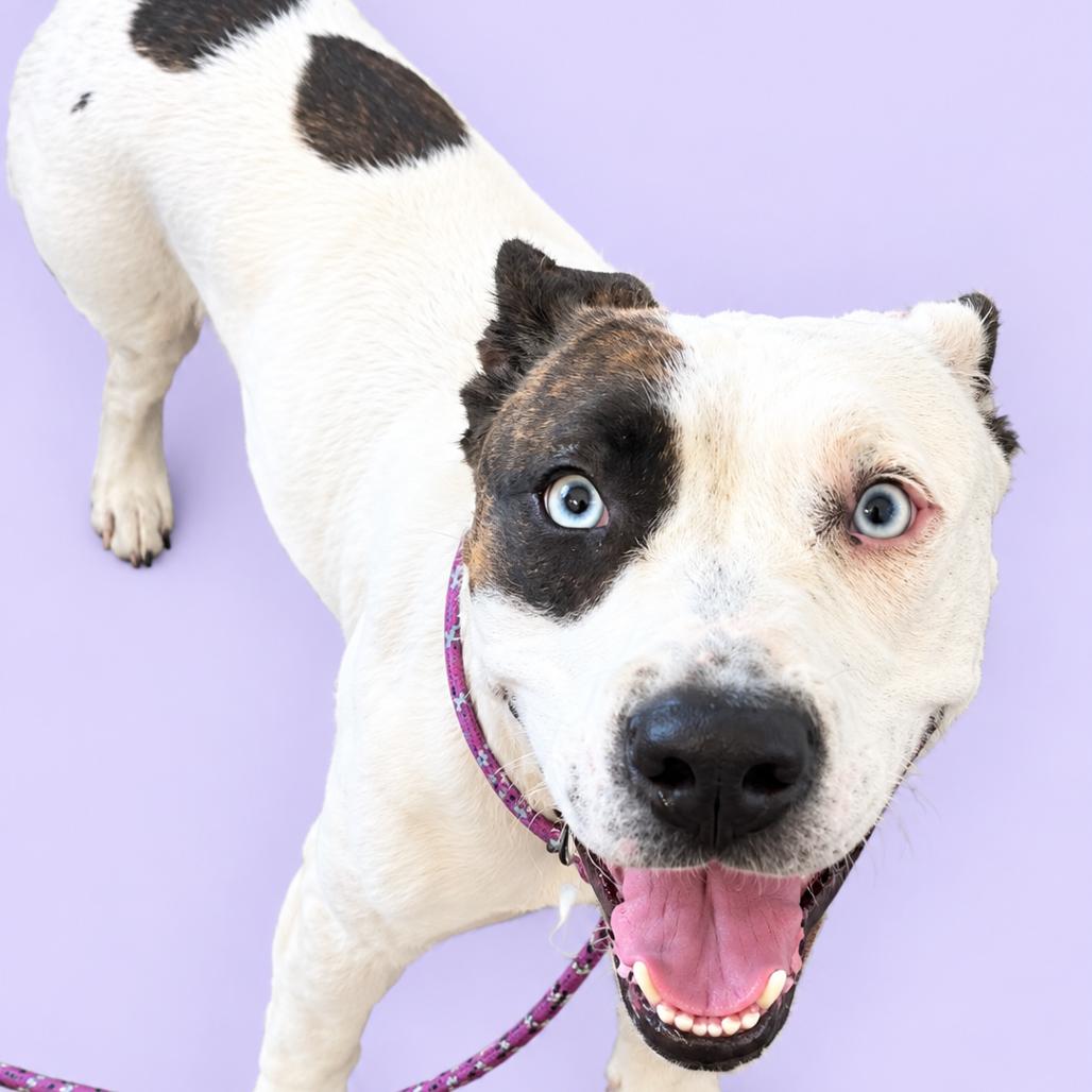 GiGi, Adoptable, Young Female Pit Bull Terrier & Australian Shepherd.