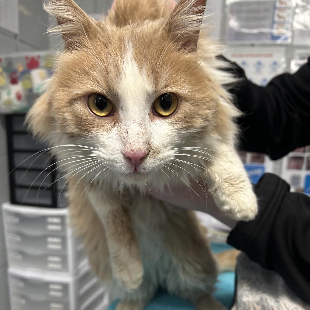 Henry Danger, Adoptable, Adult Male Domestic Medium Hair.