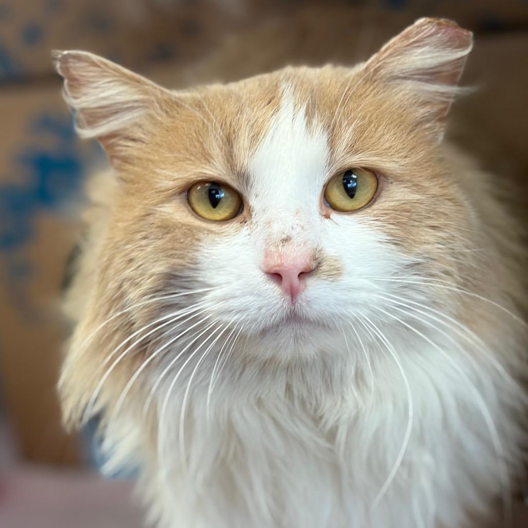 Enlarge Henry Danger, a Adoptable Domestic Medium Hair in West Olive, MI image 2/6