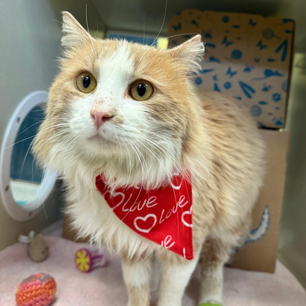 Enlarge Henry Danger, a Adoptable Domestic Medium Hair in West Olive, MI image 3/6