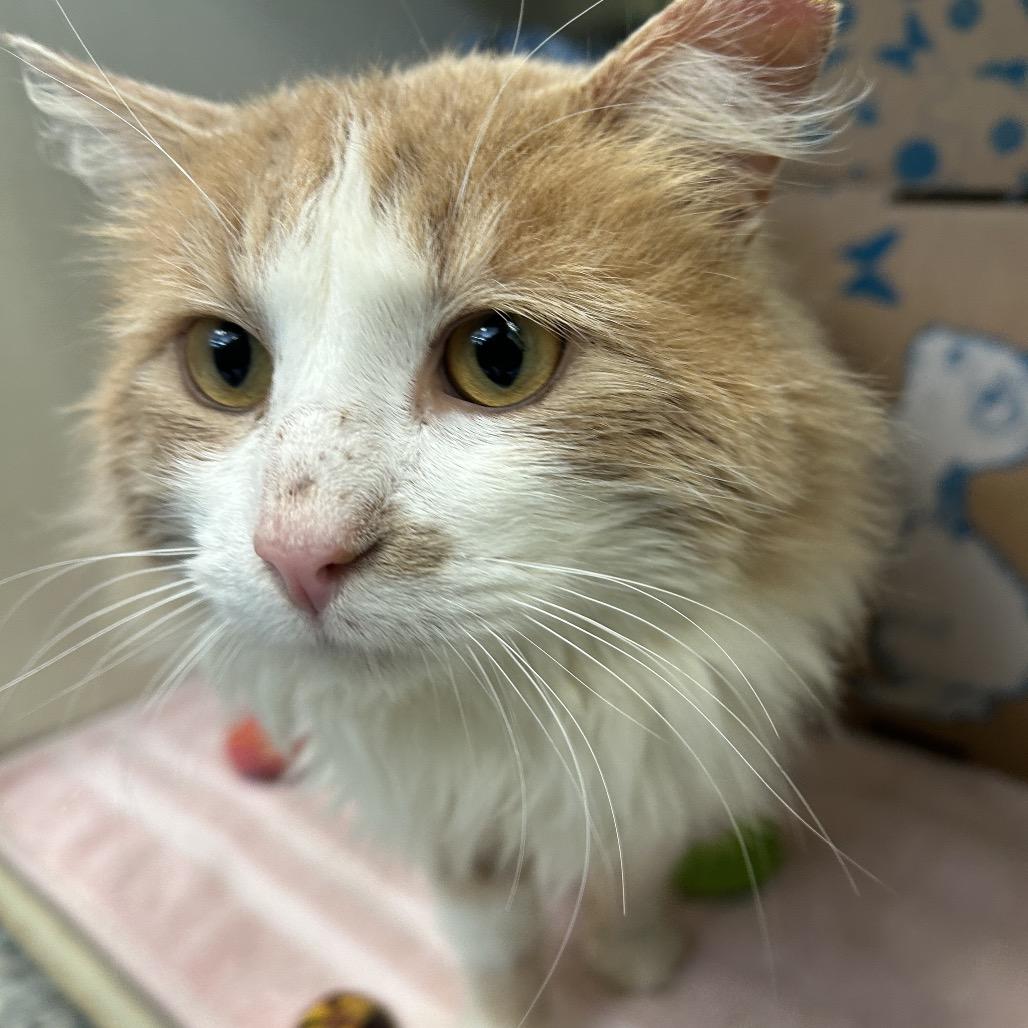 Enlarge Henry Danger, a Adoptable Domestic Medium Hair in West Olive, MI image 4/6