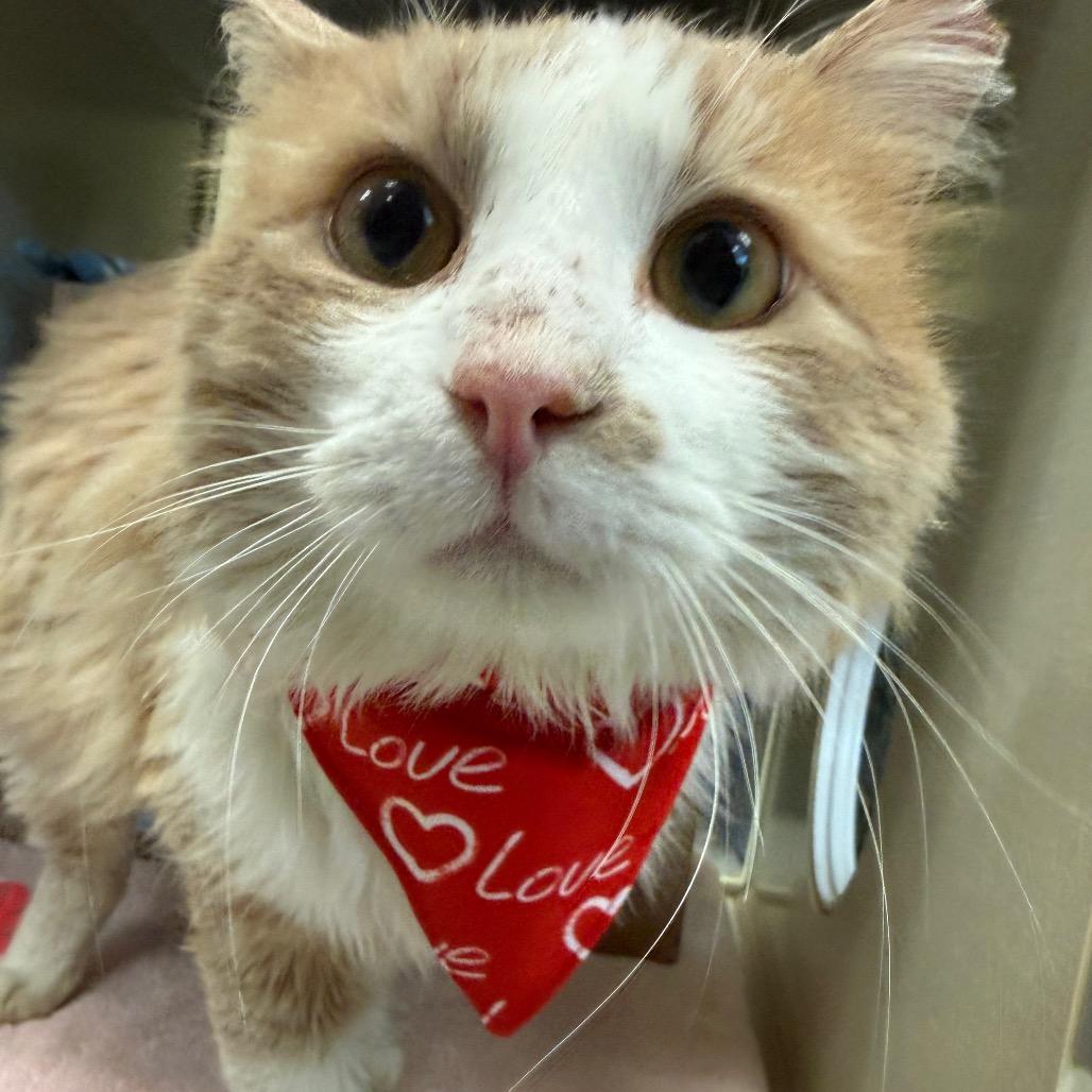 Enlarge Henry Danger, a Adoptable Domestic Medium Hair in West Olive, MI image 5/6