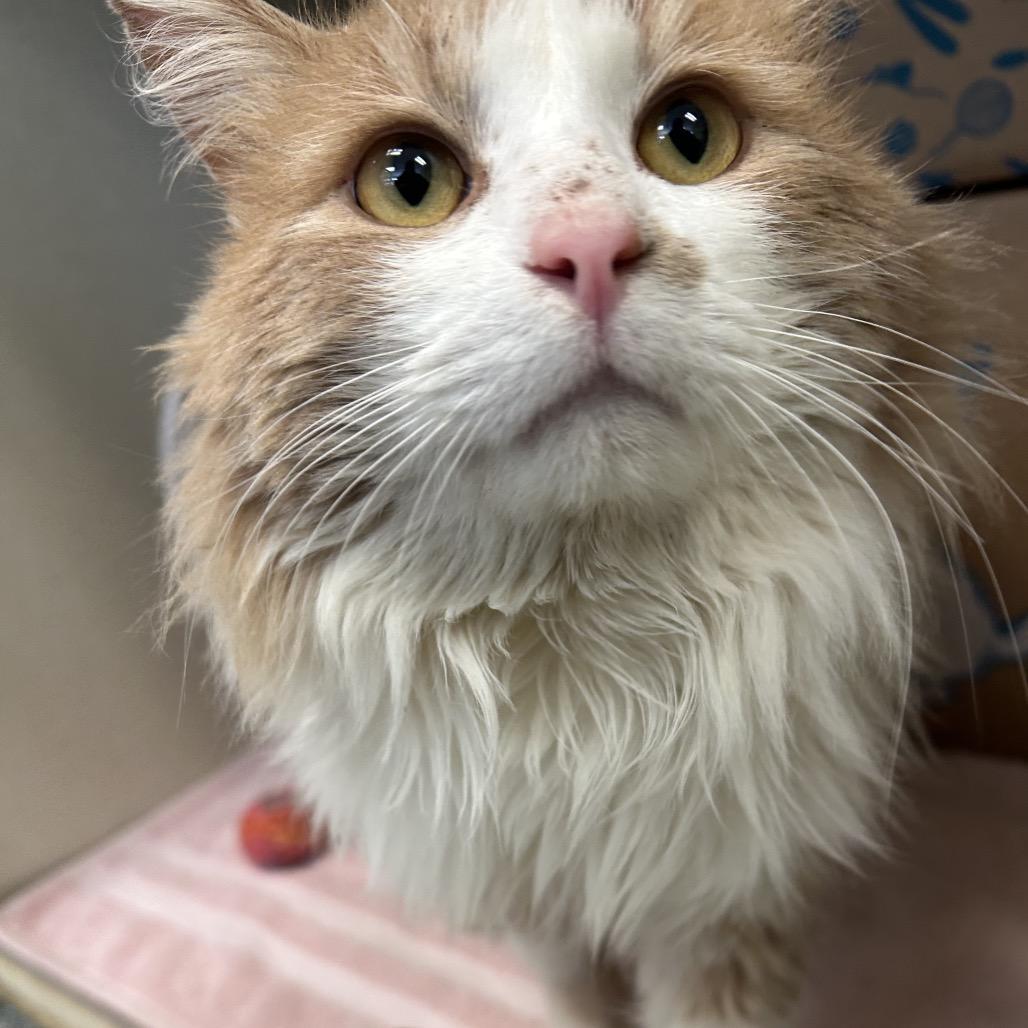 Enlarge Henry Danger, a Adoptable Domestic Medium Hair in West Olive, MI image 6/6