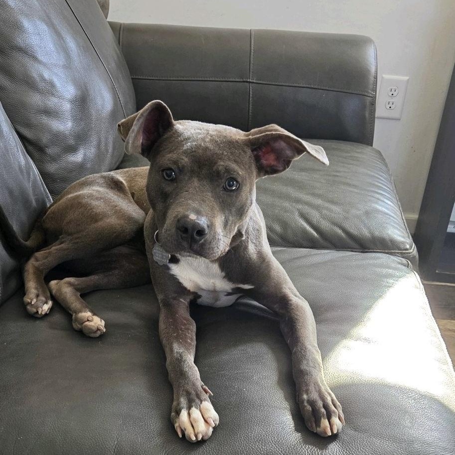 Enlarge Sheila, a Adoptable mixed breed in Oxford, MI image 2/6