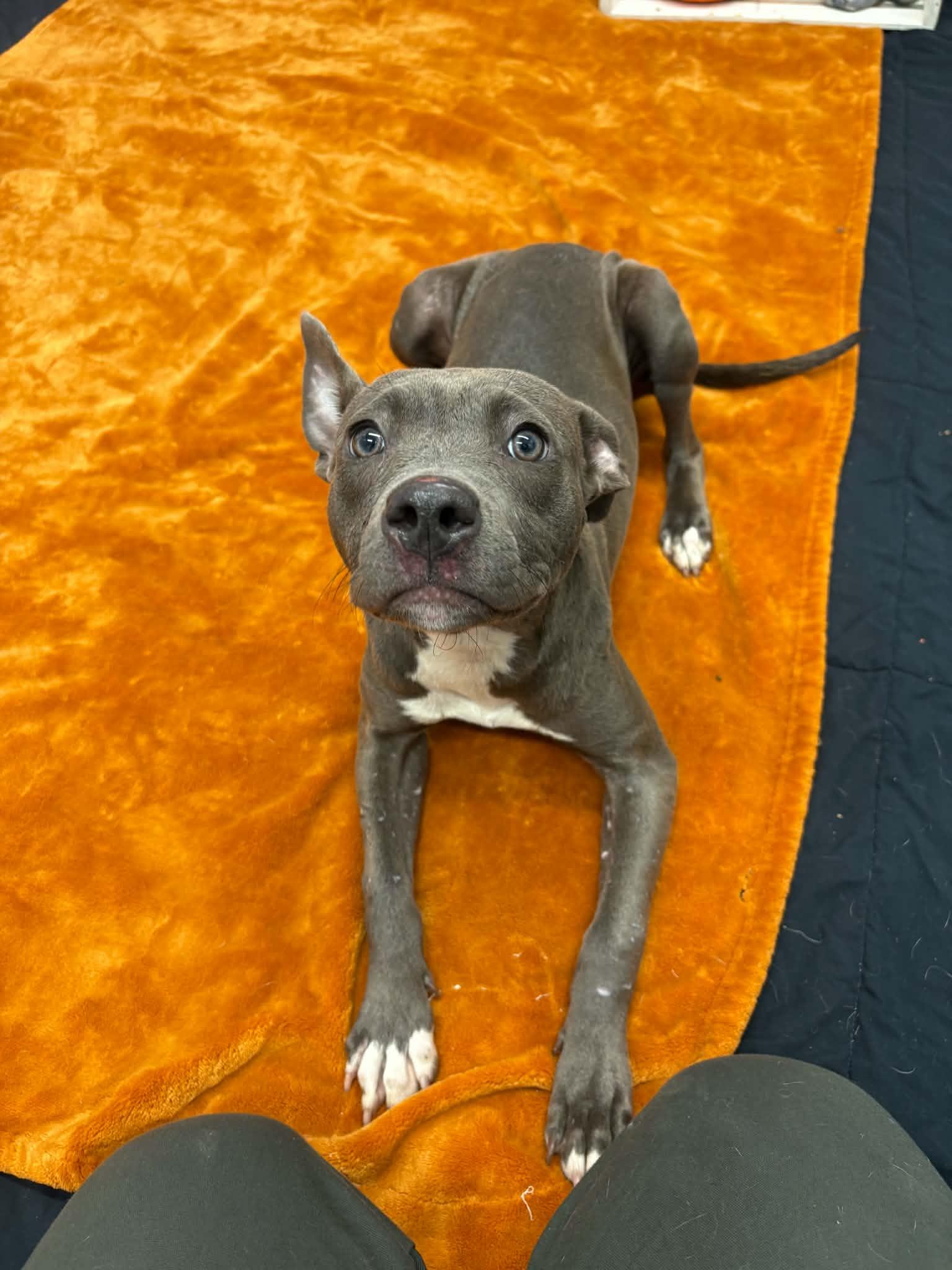 Sheila, Adoptable, Puppy Female Pit Bull Terrier & Mixed Breed.