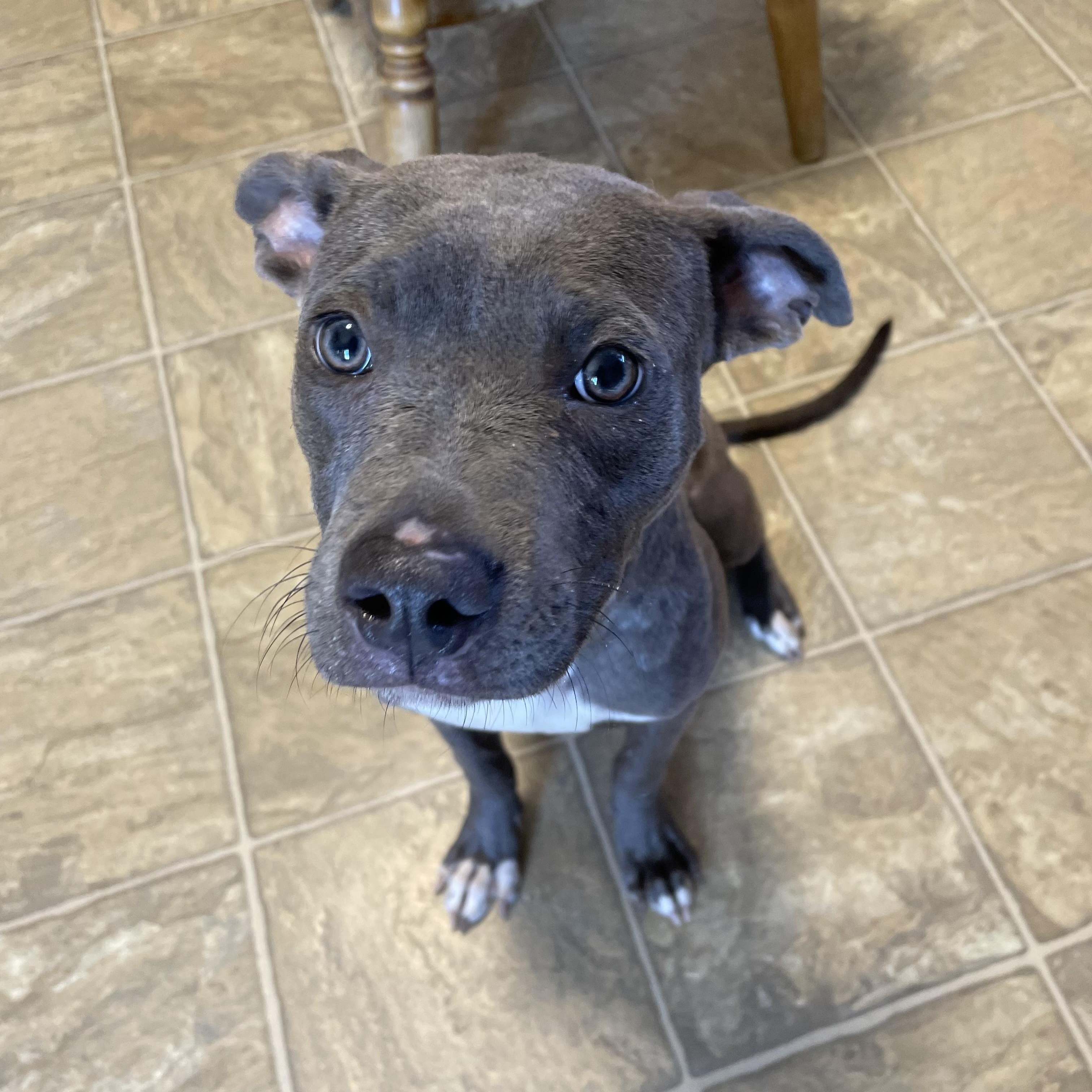 Enlarge Sheila, a Adoptable mixed breed in Oxford, MI image 5/6