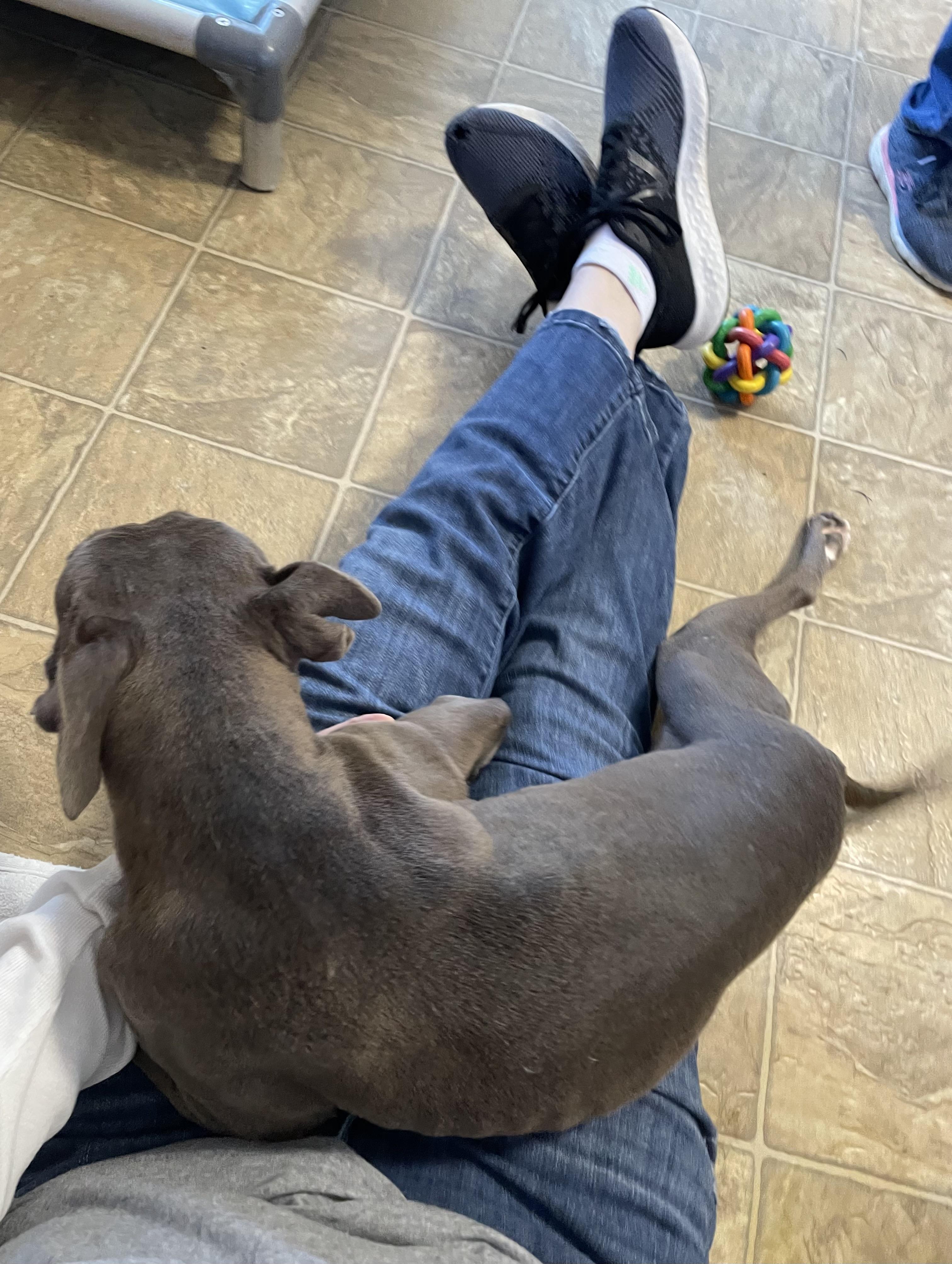 Enlarge Sheila, a Adoptable mixed breed in Oxford, MI image 4/6