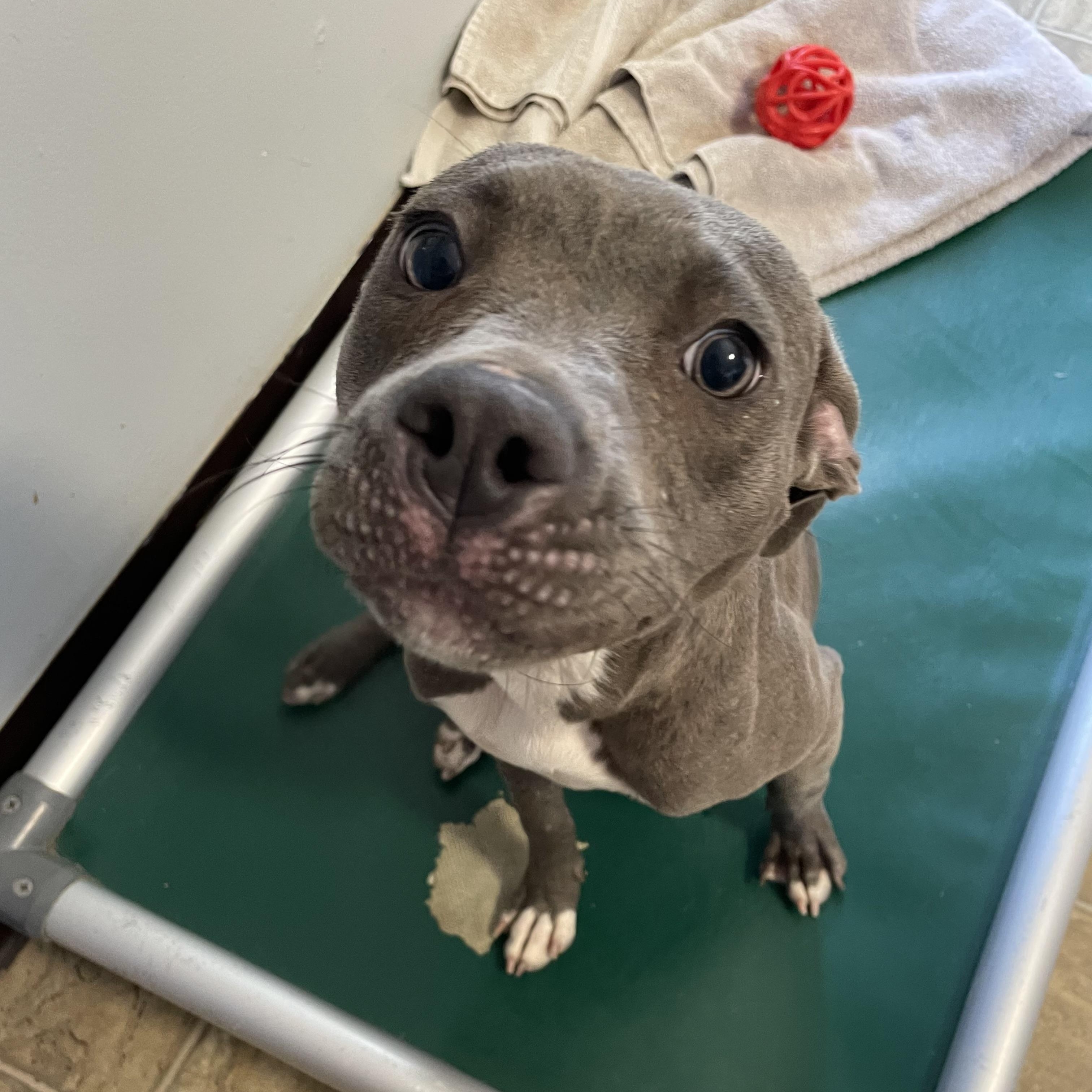 Enlarge Sheila, a Adoptable mixed breed in Oxford, MI image 3/6