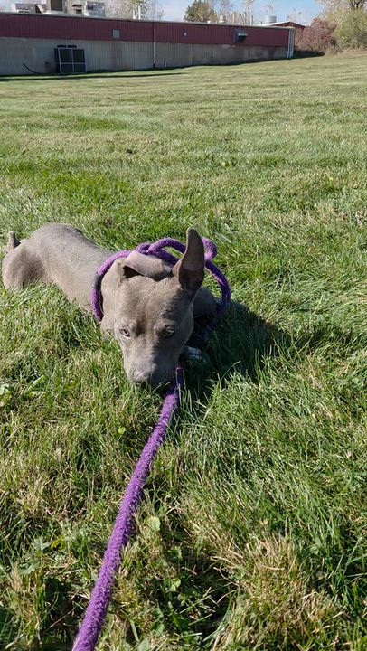 Enlarge Sheila, a Adoptable mixed breed in Oxford, MI video 6/6