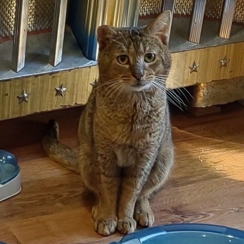 Marcus, a Adoptable Abyssinian in Norwalk, CT image 1/11